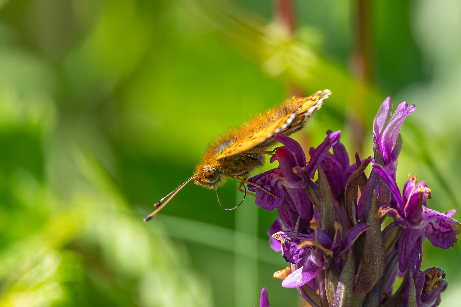 Eng-perlemorsommerfugl