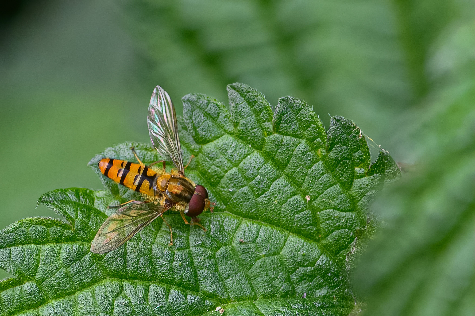 Dobbeltbåndet svirreflue