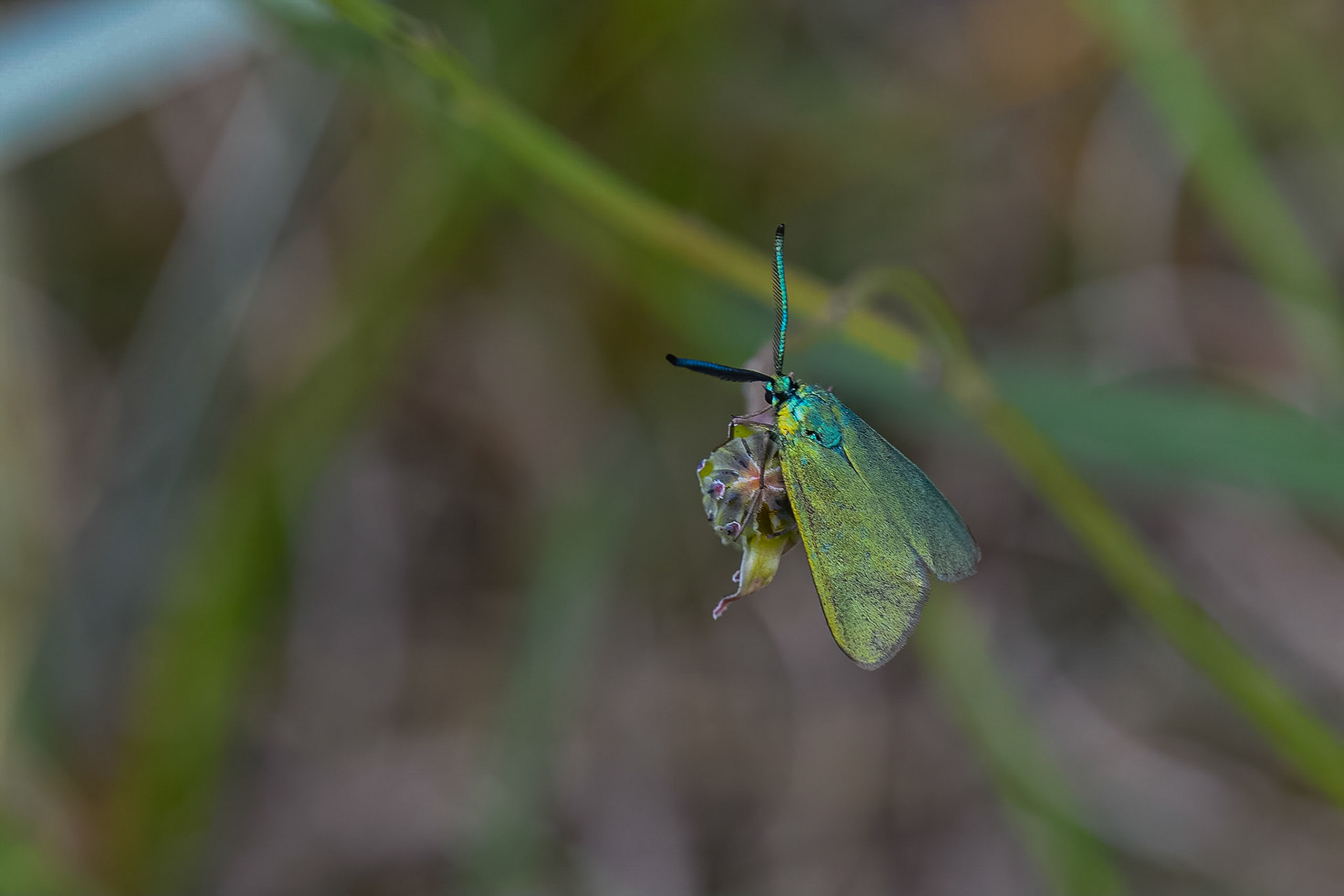 Grøn køllesværmer