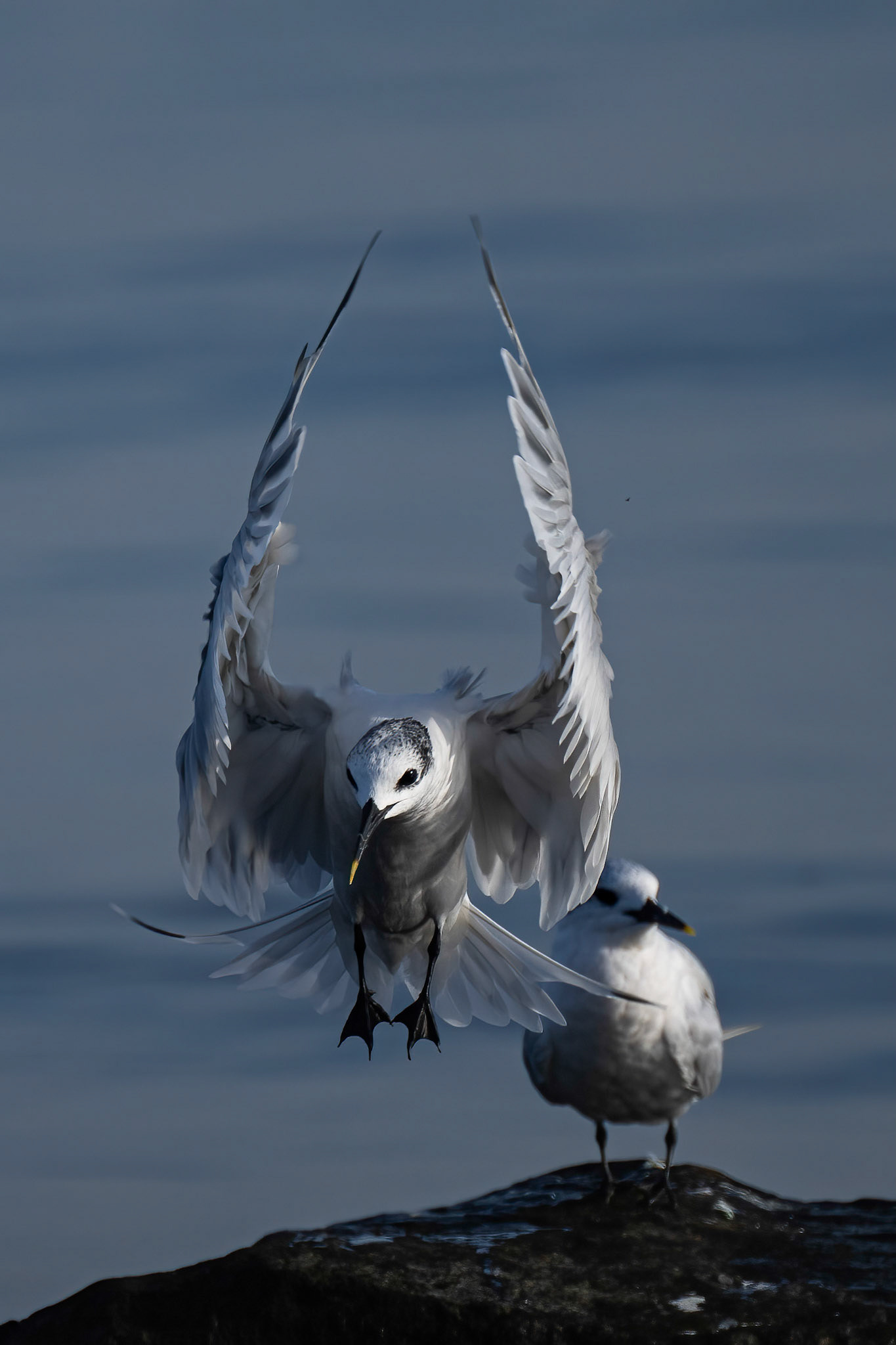Splitterne