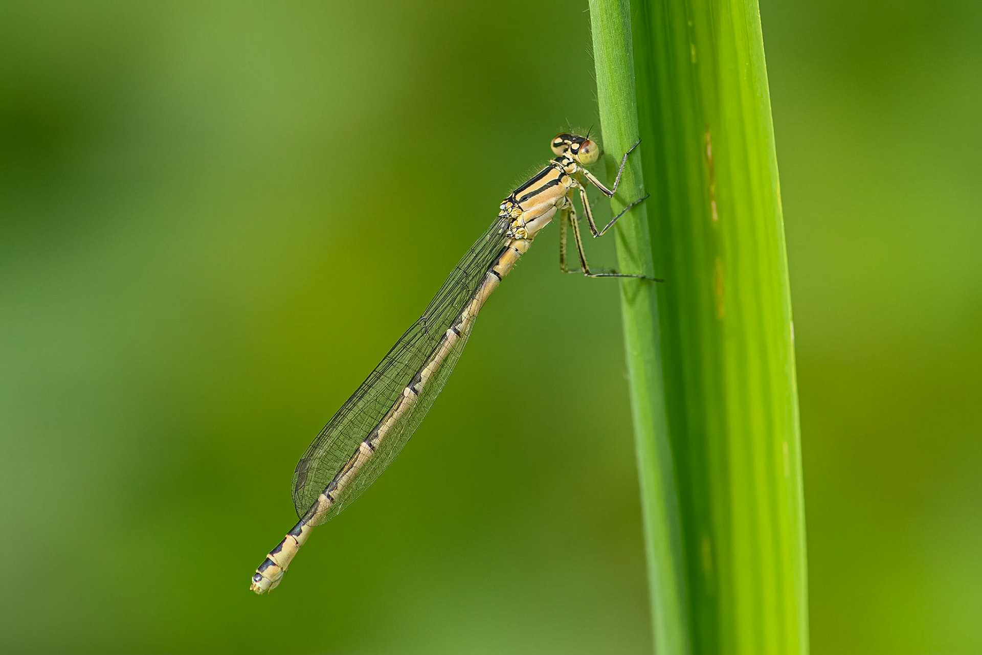 Almindelig vandnymfe