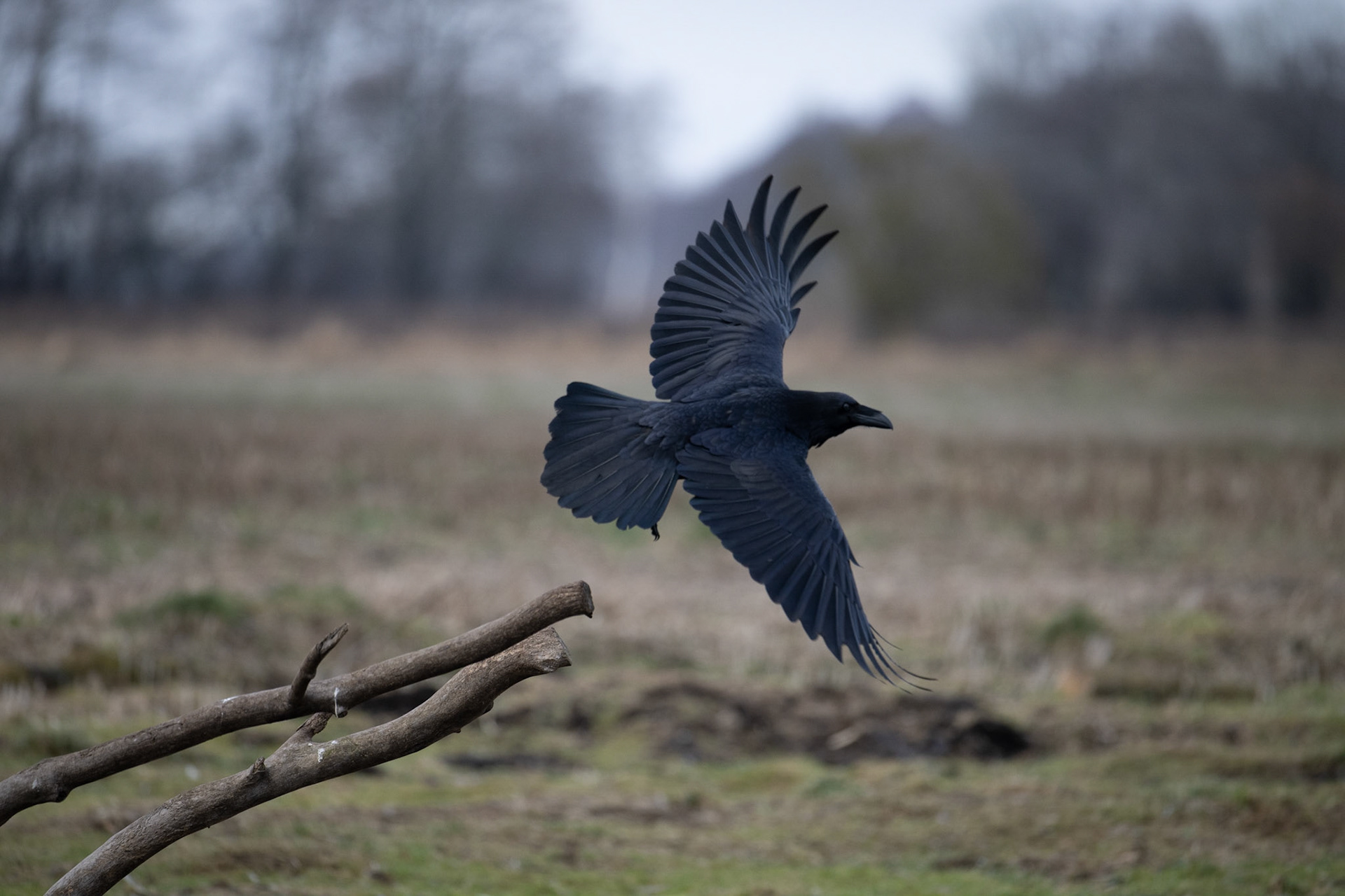 Ravn