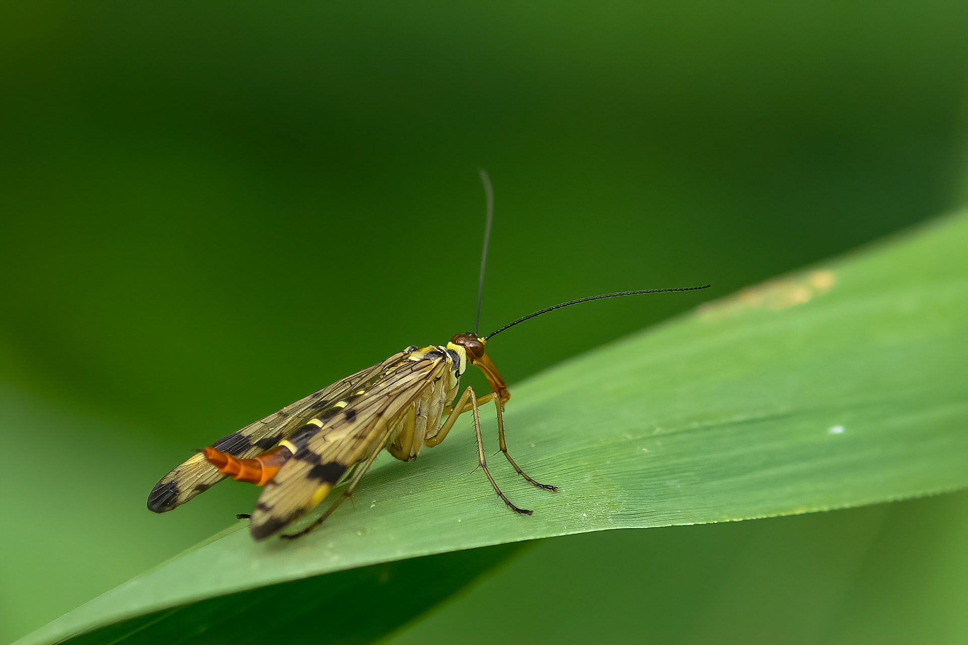 Almindelig skorpionsflue