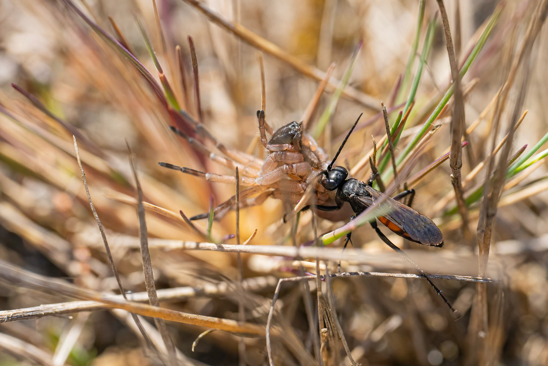 Vejhveps og Bjørneedderkop