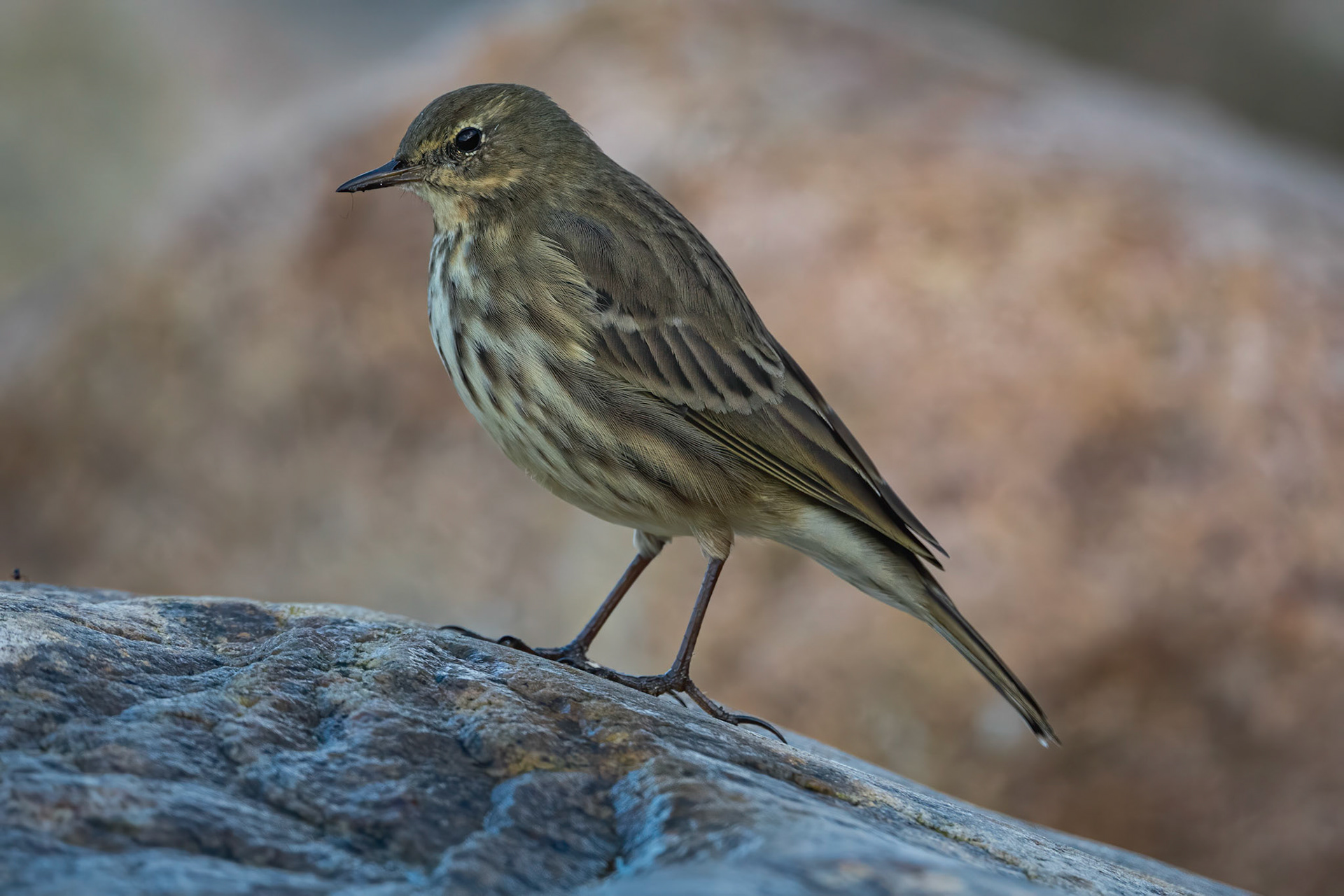 Skærpiber