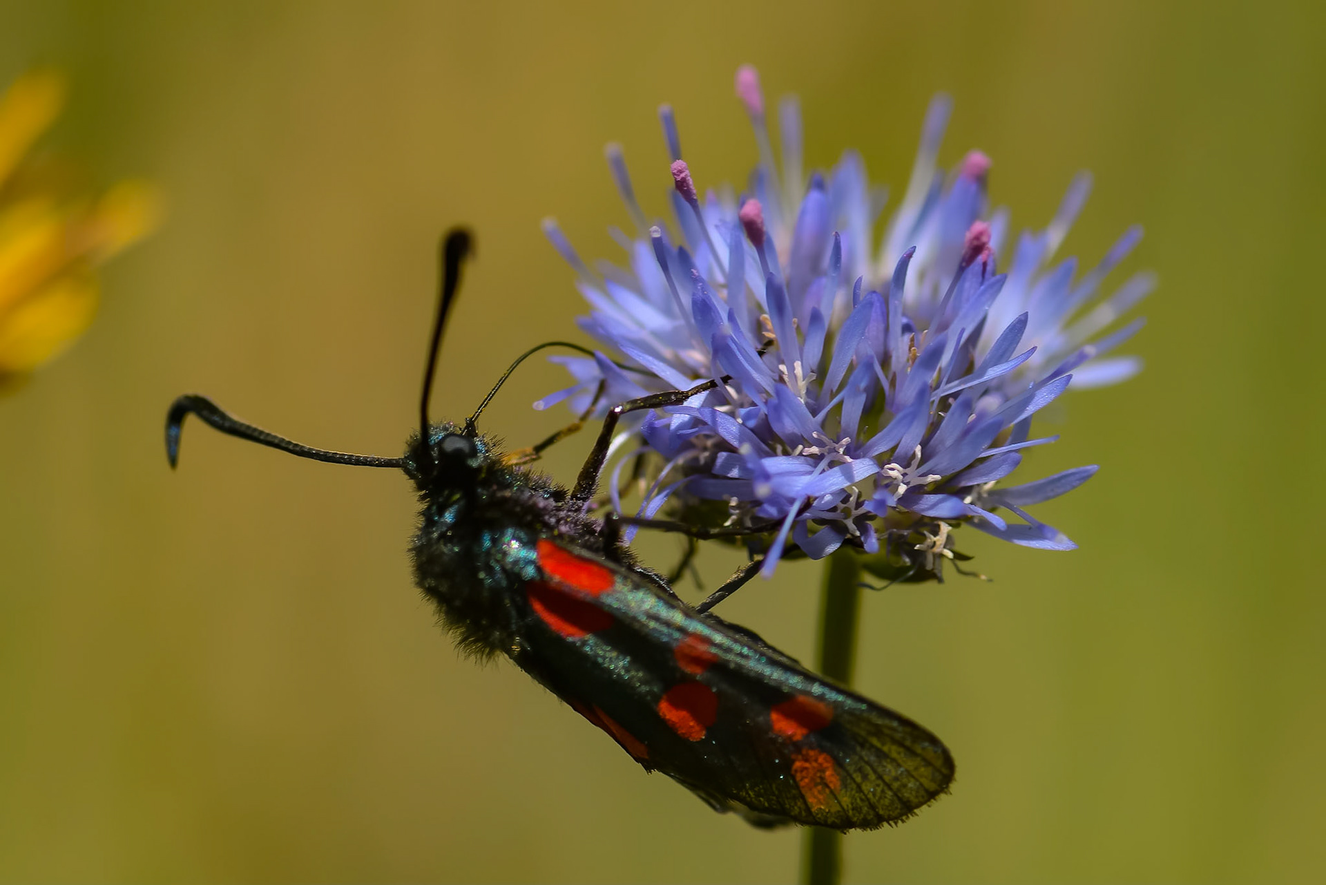 6-plettet køllesværmer