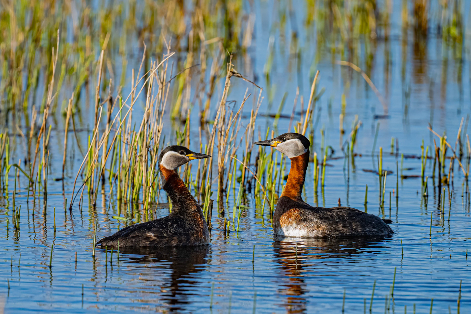 Sortstrubet lappedykker