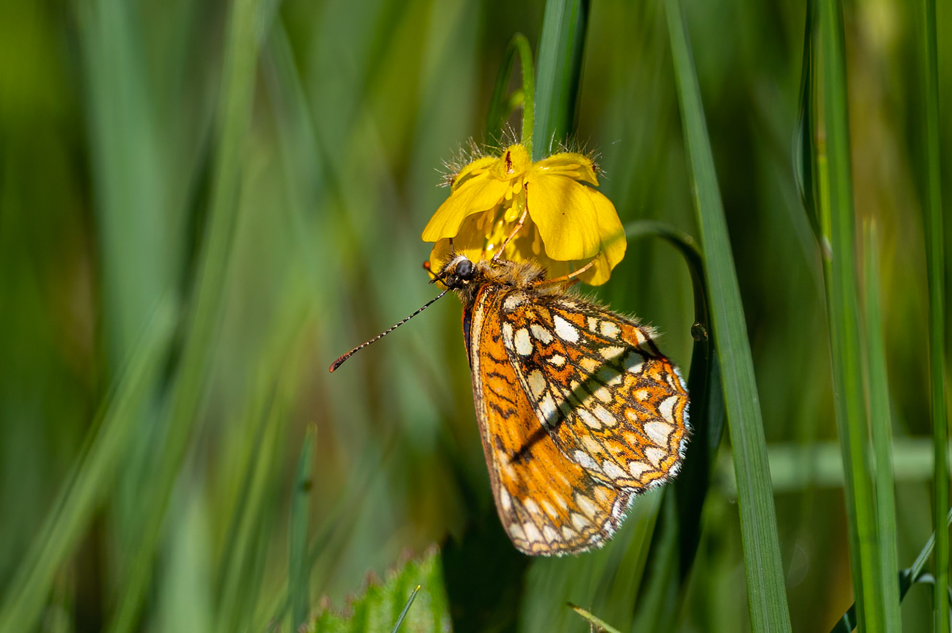 Eng-perlemorsommerfugl