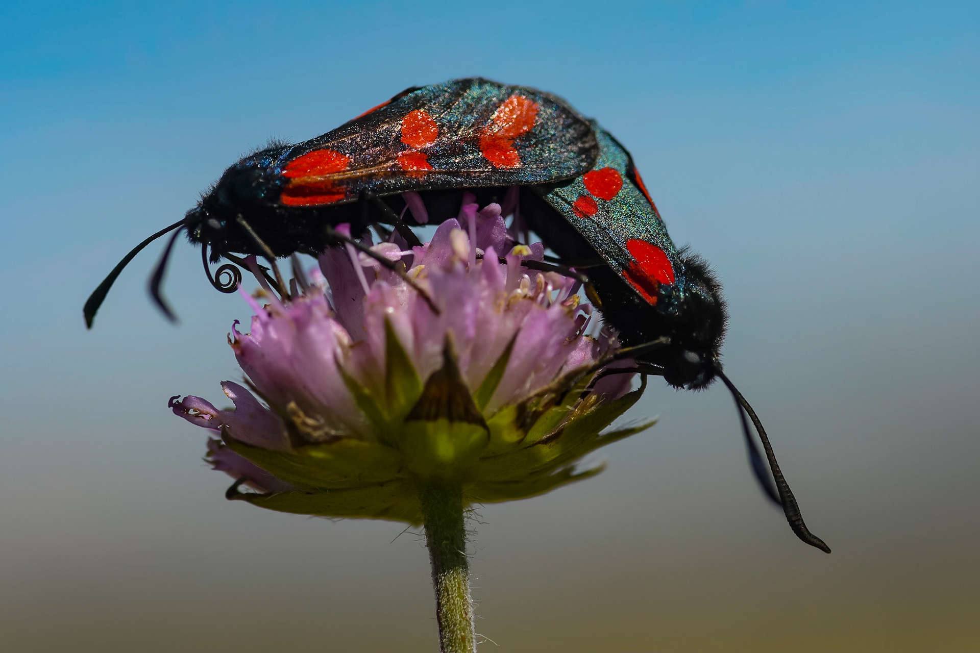 6-plettet køllesværmer