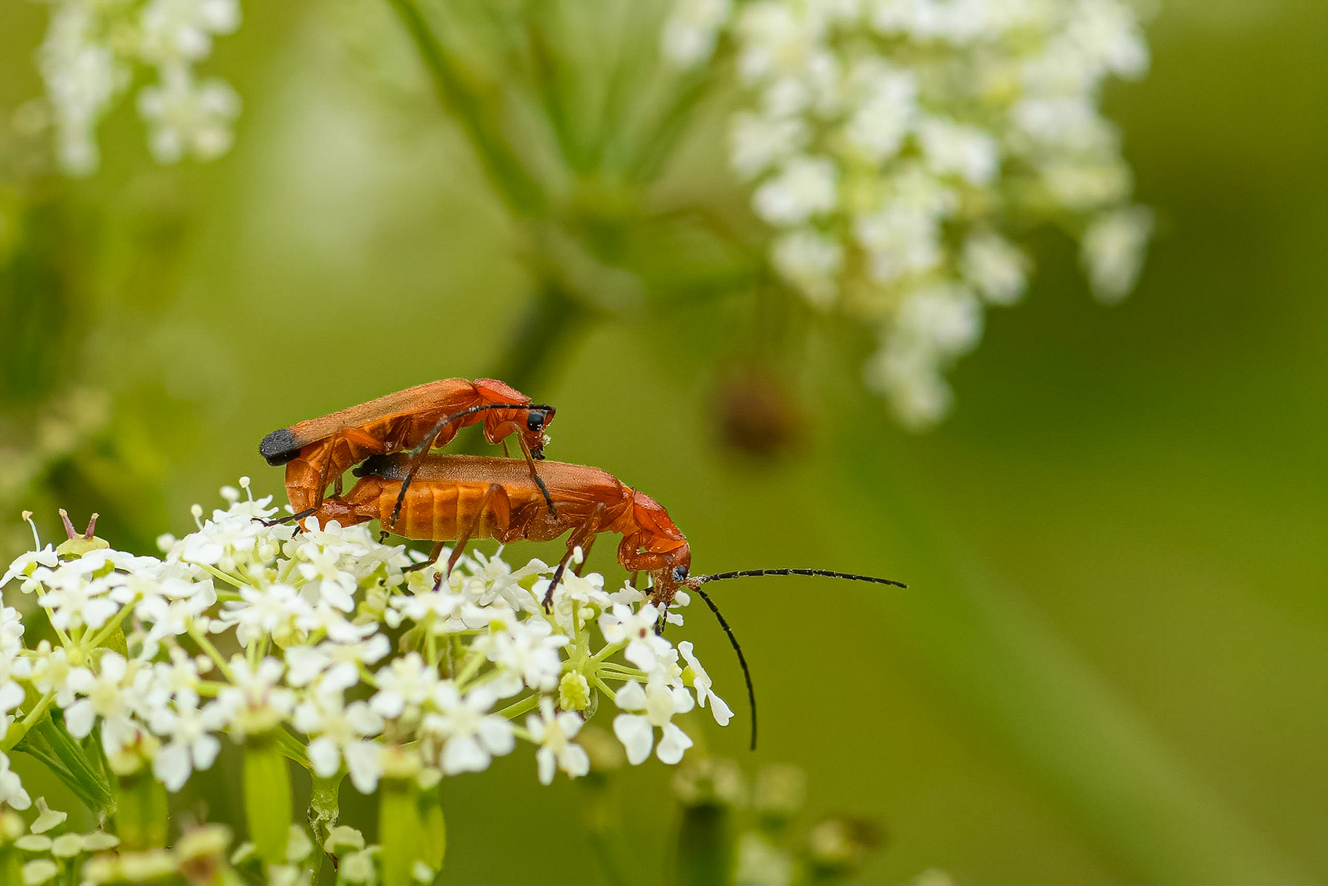Præstebille - så er bestanden sikret.