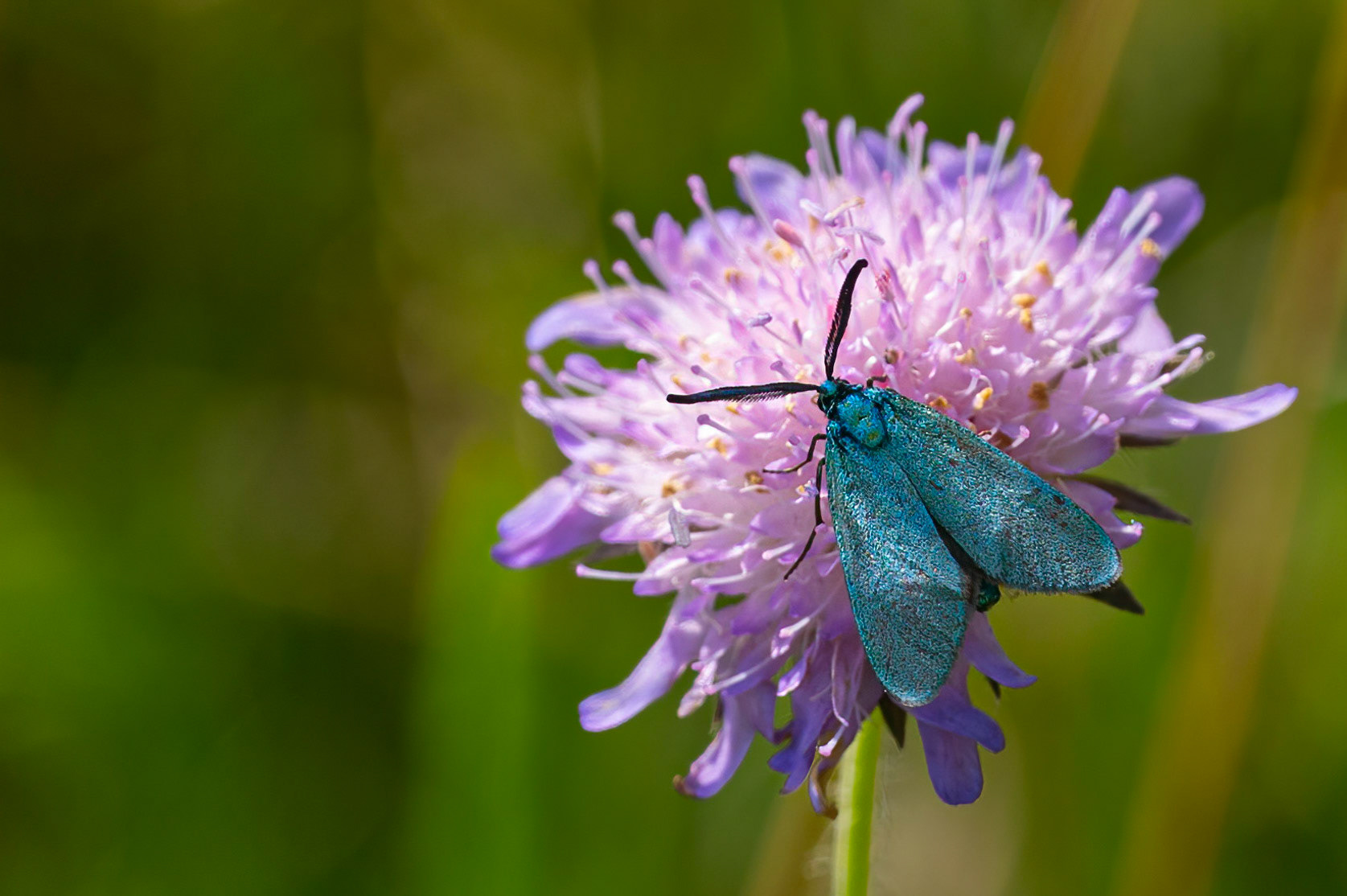 Grøn køllesværmer
