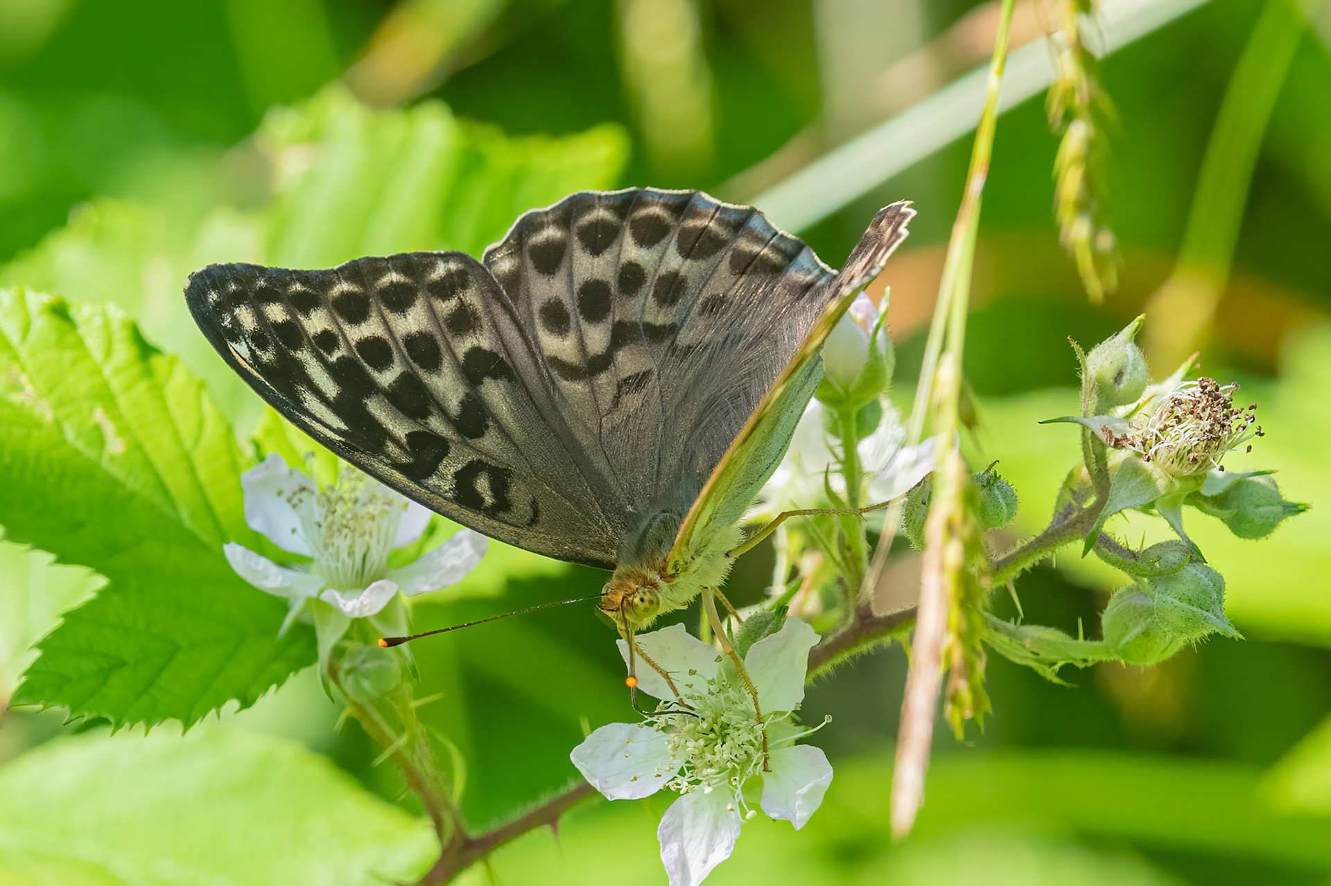 Kejserkåbe, Valesina