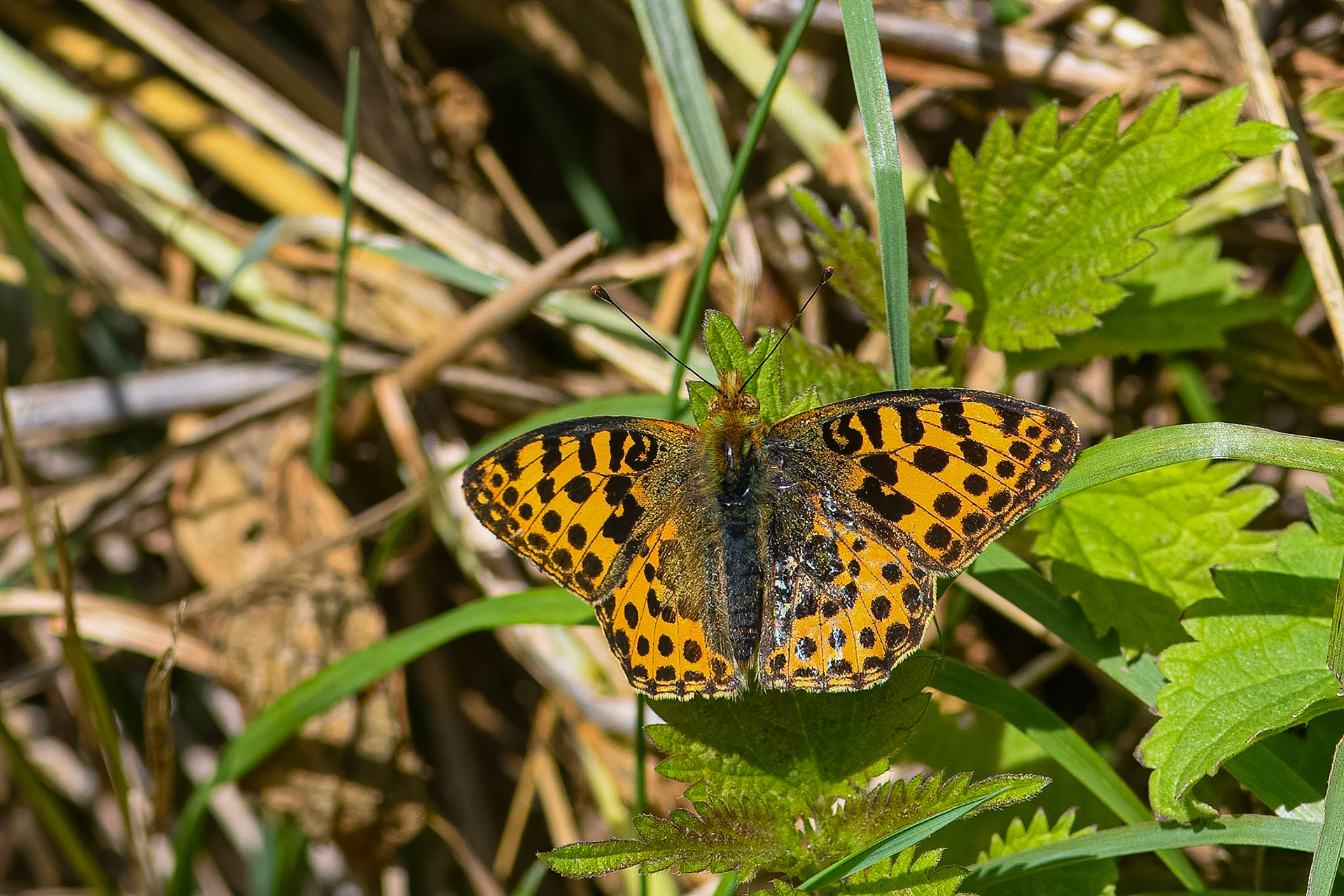 Storplettet perlemorsommerfugl