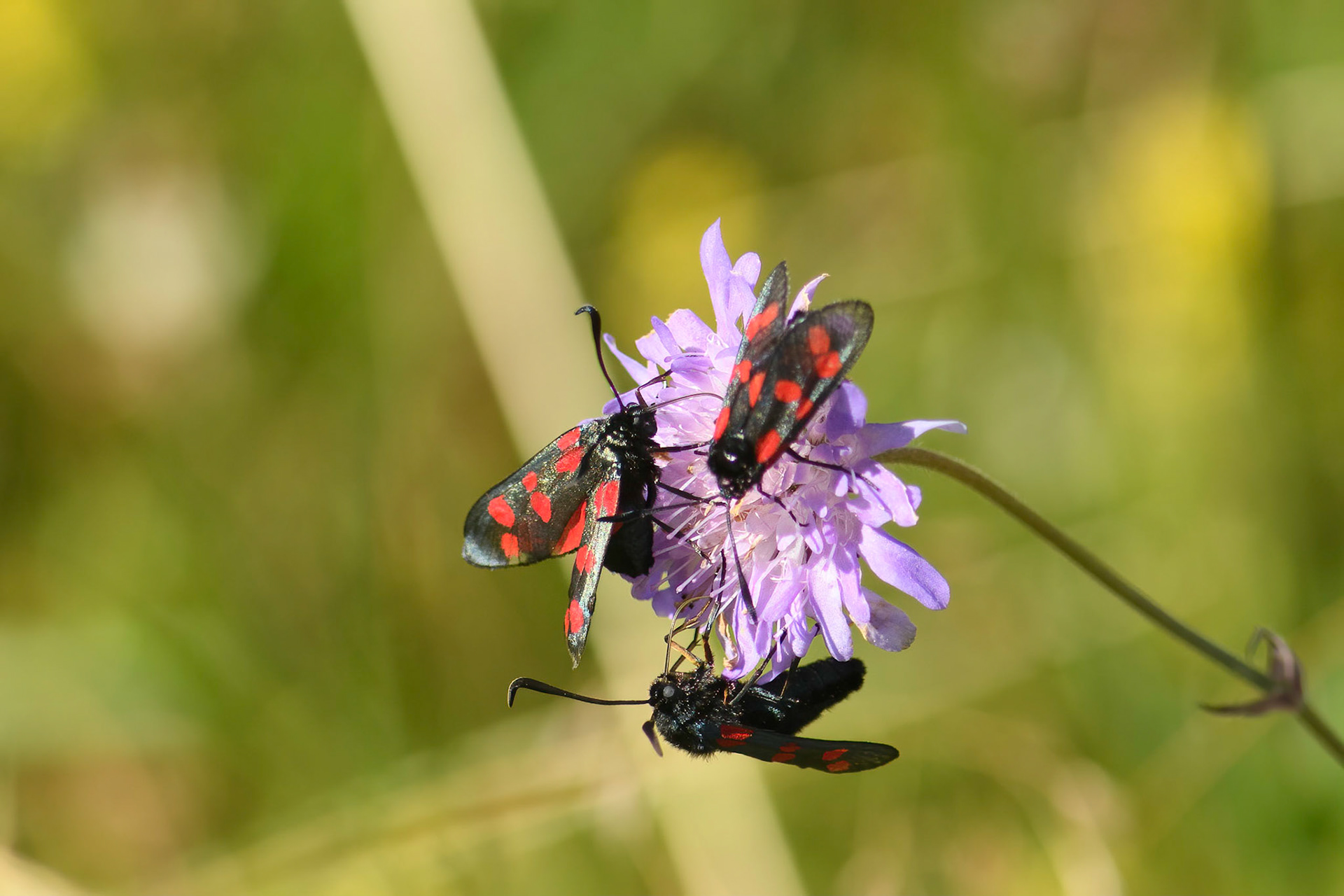 6-plettet køllesværmer