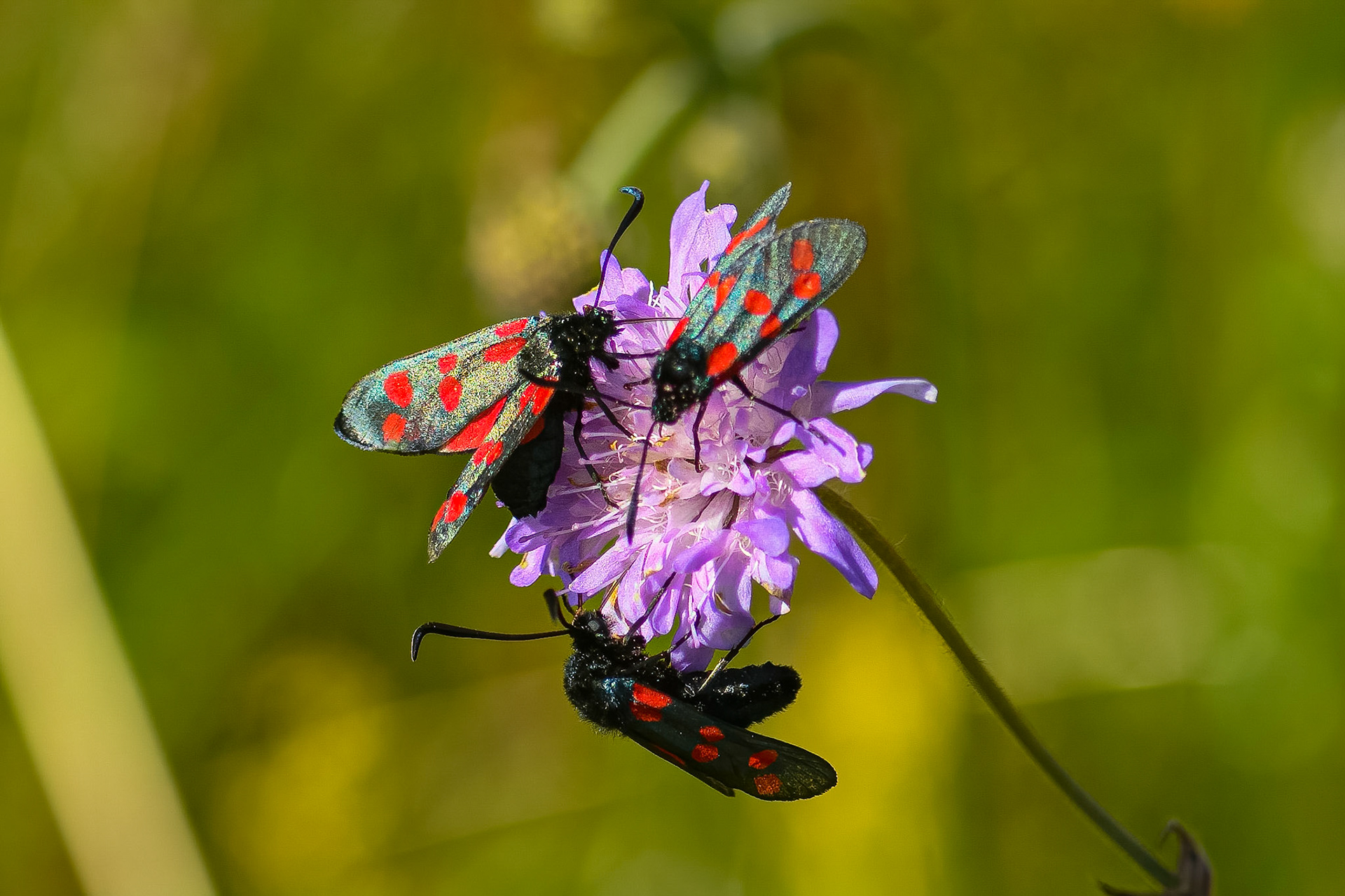 6-plettet køllesværmer