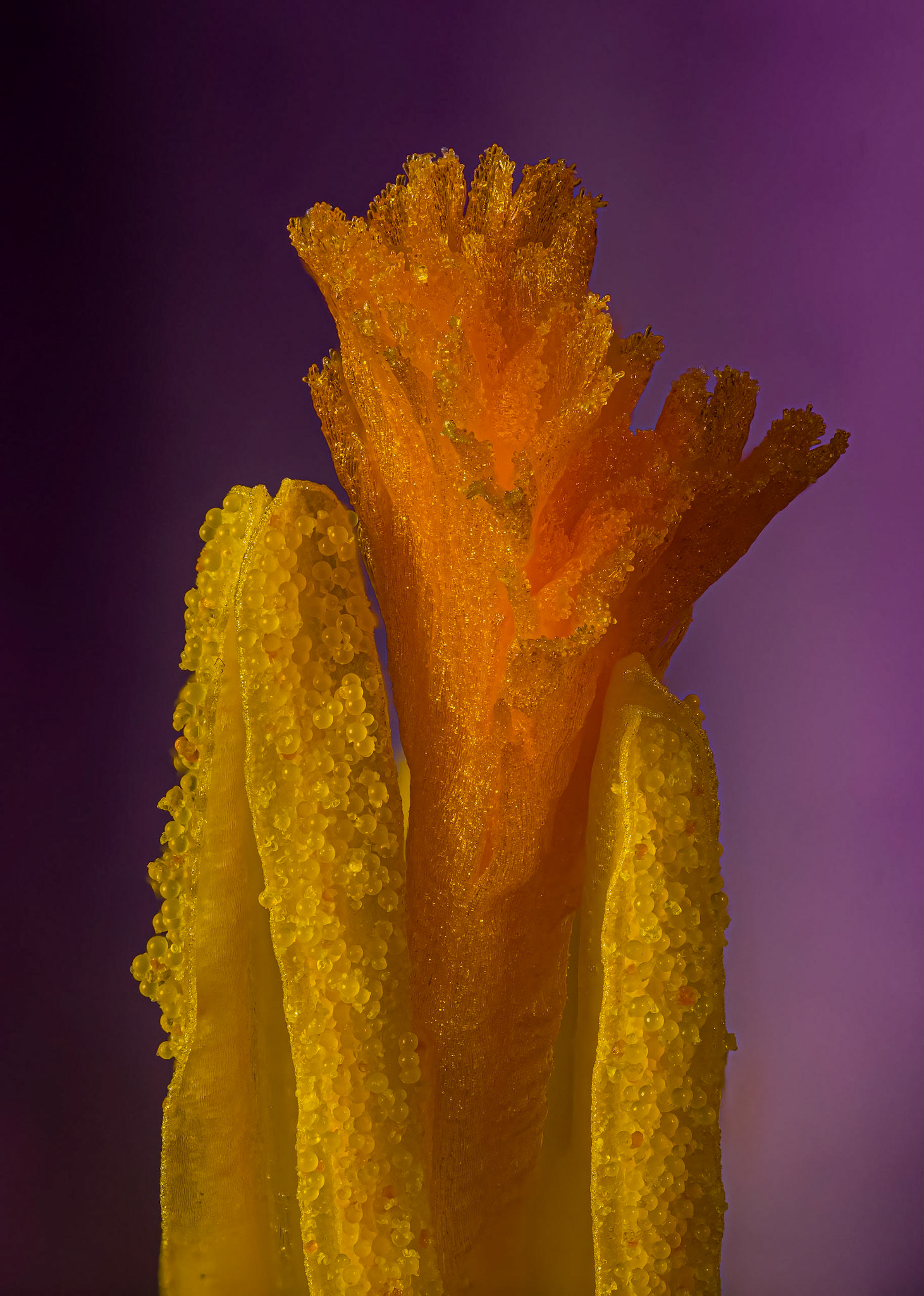 Krokus