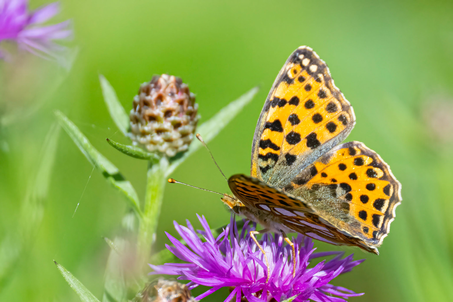 Storplettet perlemorsommerfugl