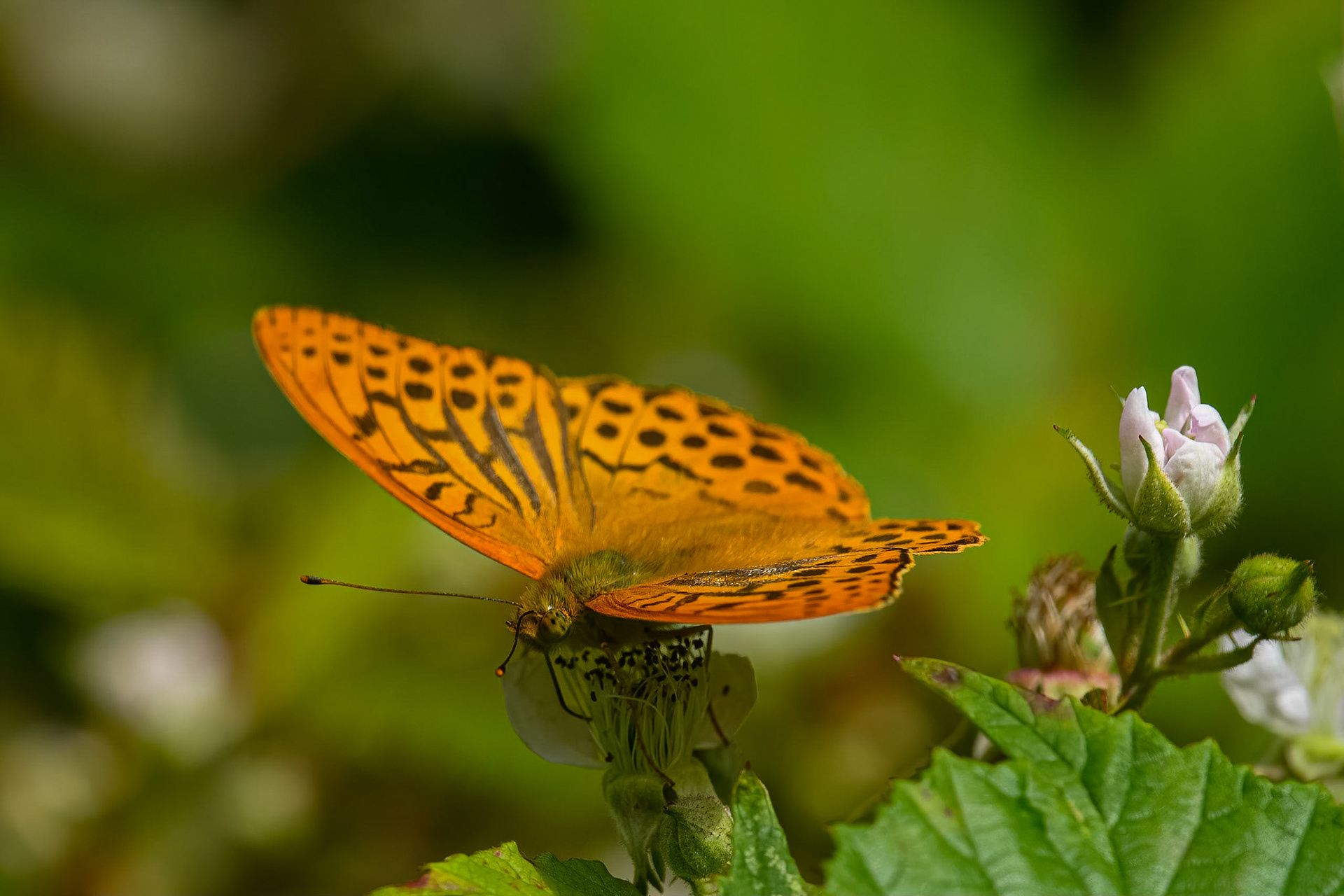 Kejserkåbe - kan altid findes i Gribskov og specielt ved Valby Hegn.