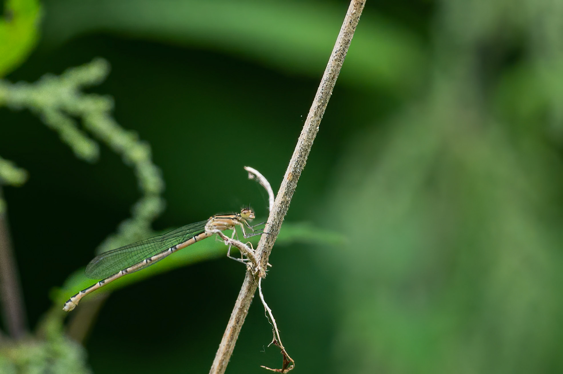 Almindelig vandnymfe