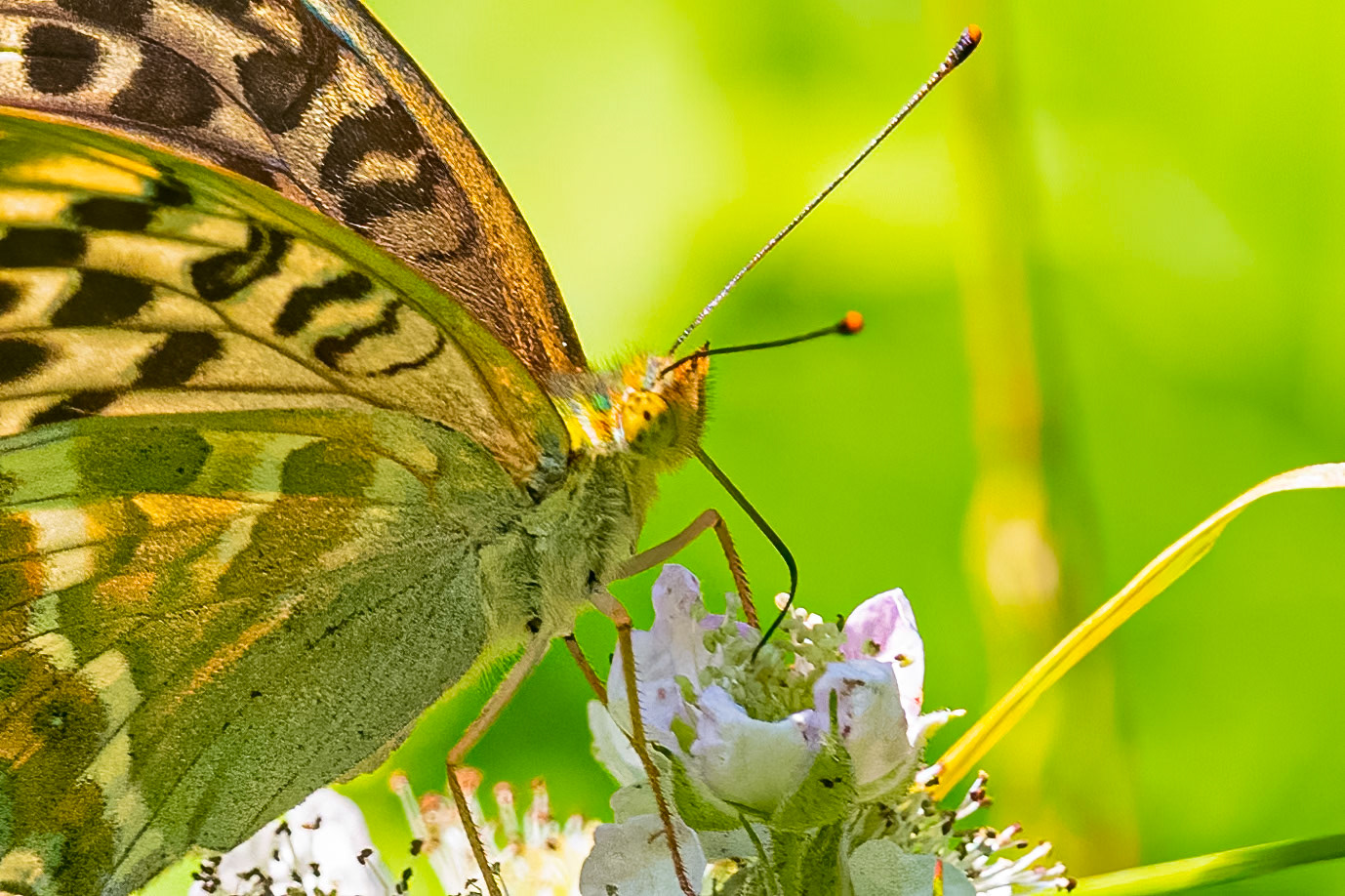 Kejserkåbe, Valesina