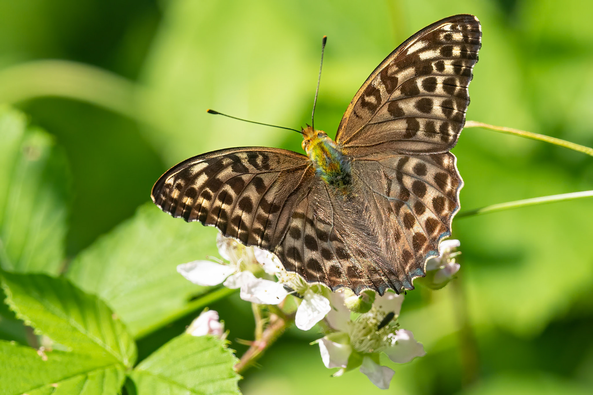 Kejserkåbe, Valesina