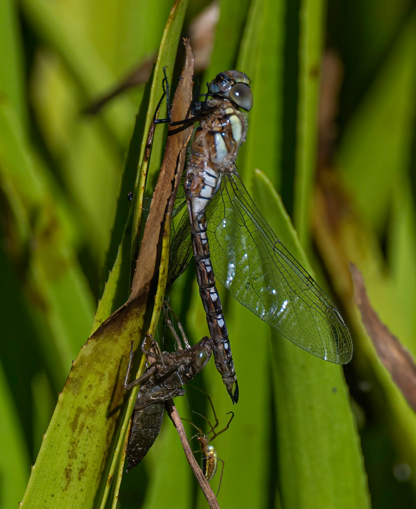 Efterårsmosaikguldsmed