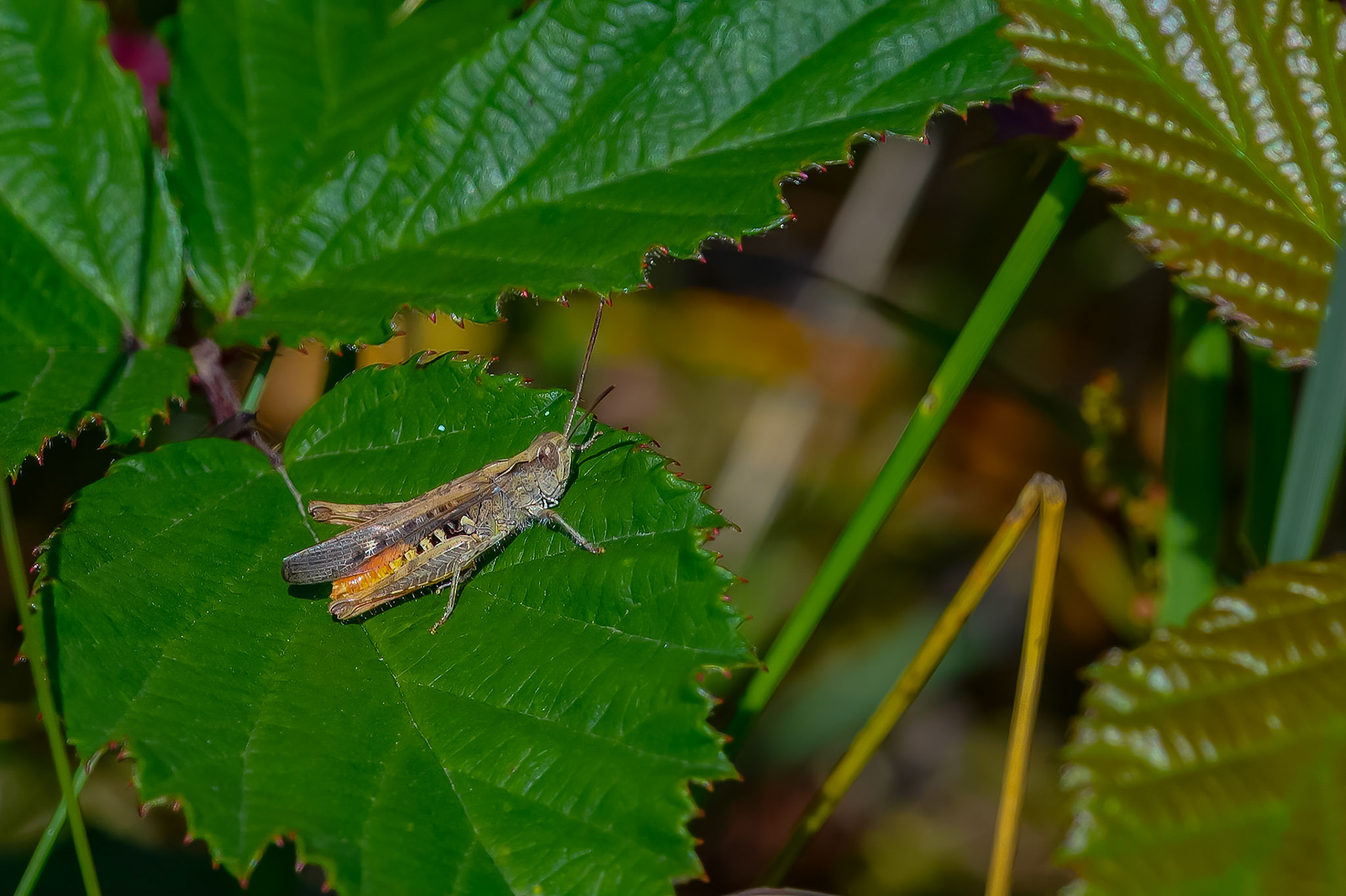 Almindelig markgræshoppe