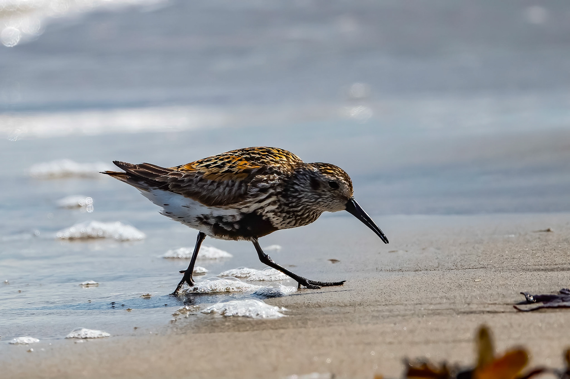 Almindelig ryle - rylerne besøger os næsten årligt på Gilleleje Øststrand, hvor de æder sig fede inden trækket til Afrika.
