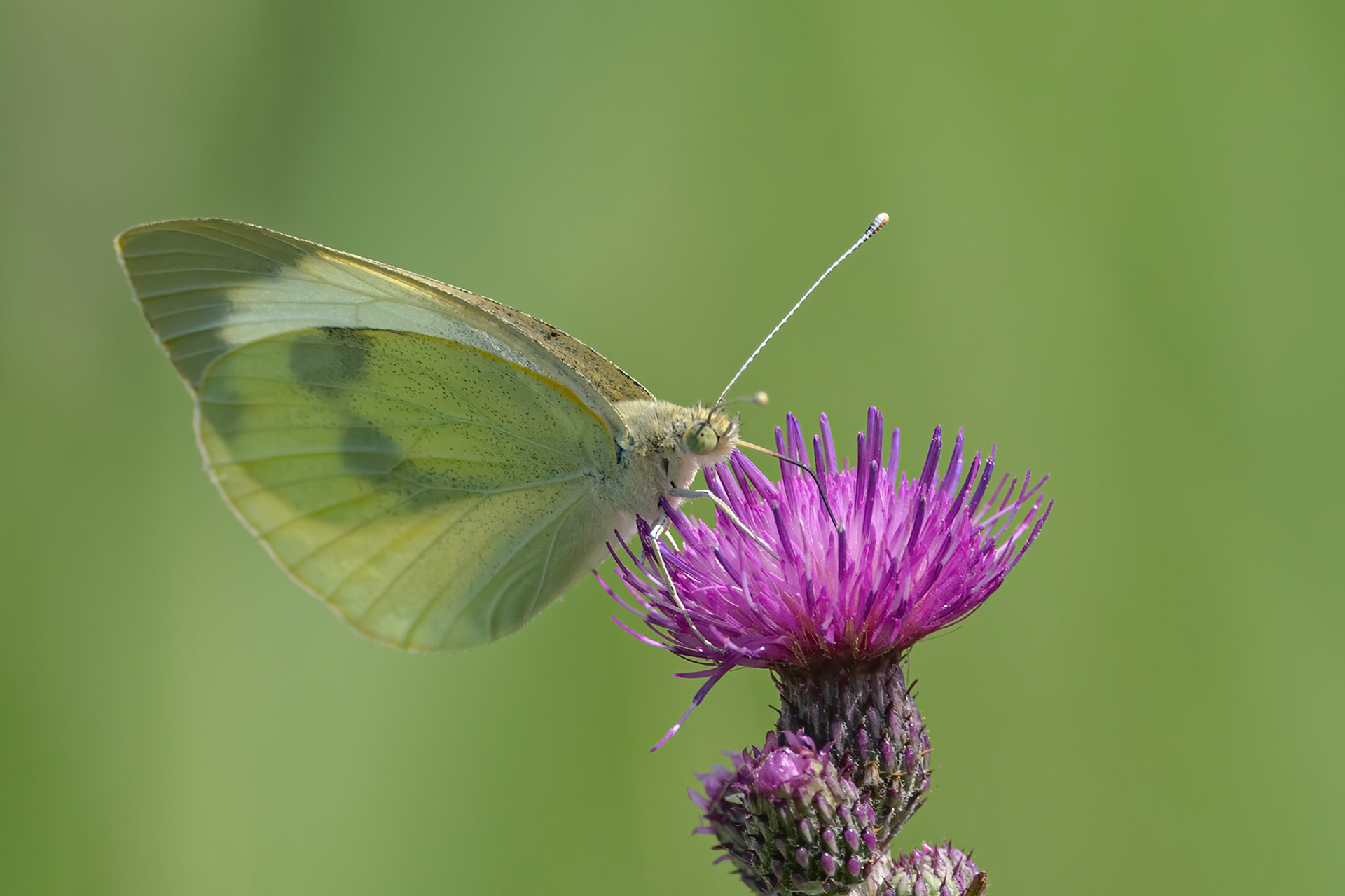 Lille kålsommerfugl