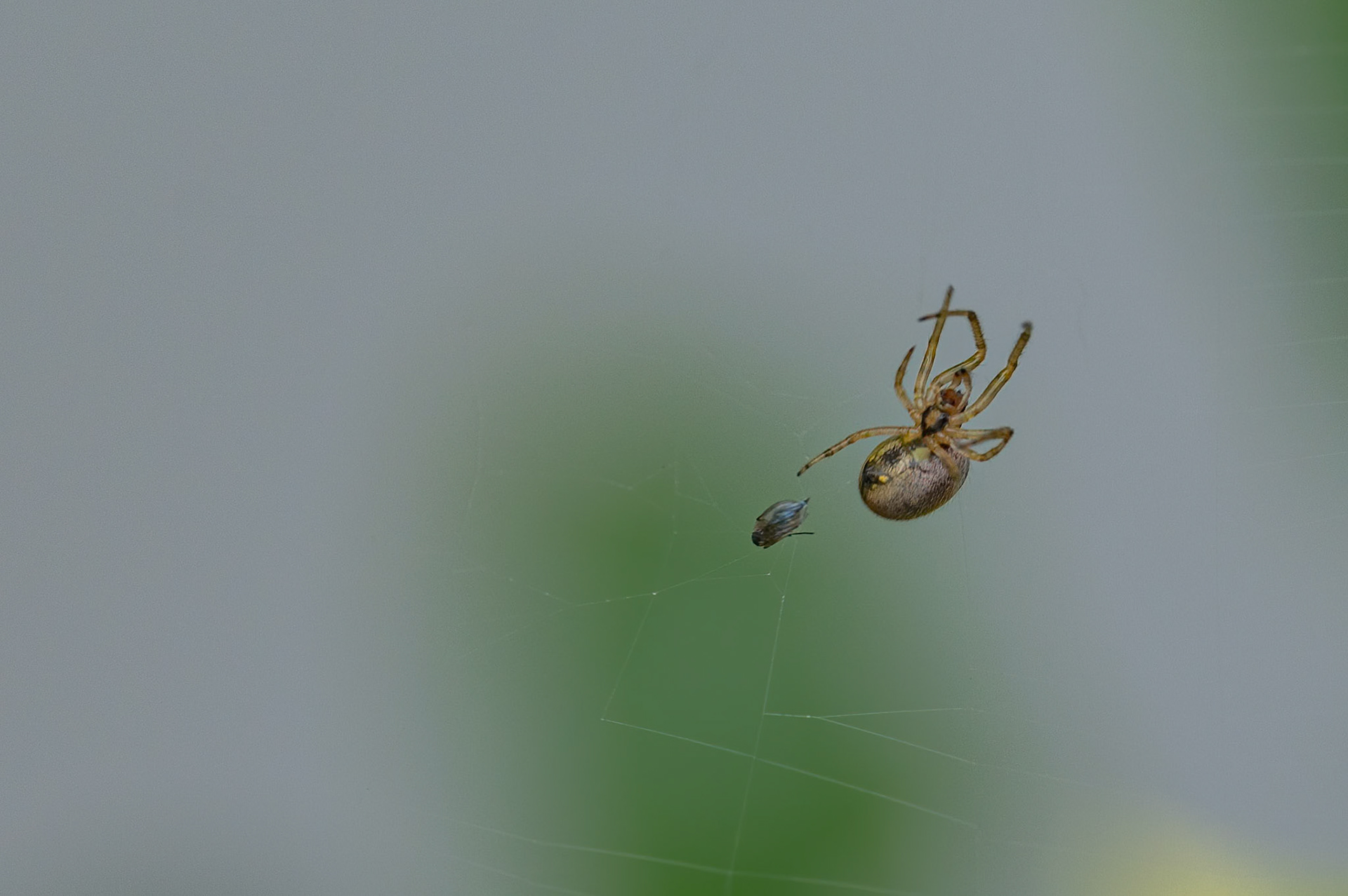 Edderkop, sp. med Bladlus