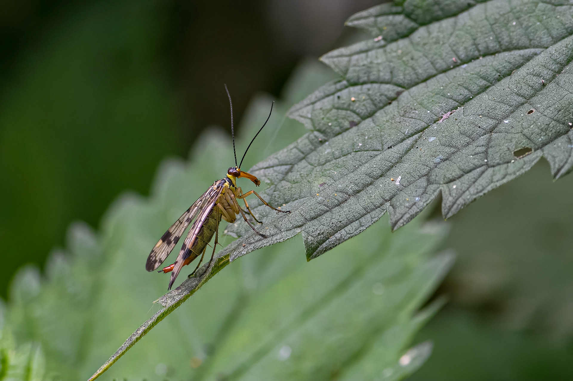 Almindelig skorpionsflue