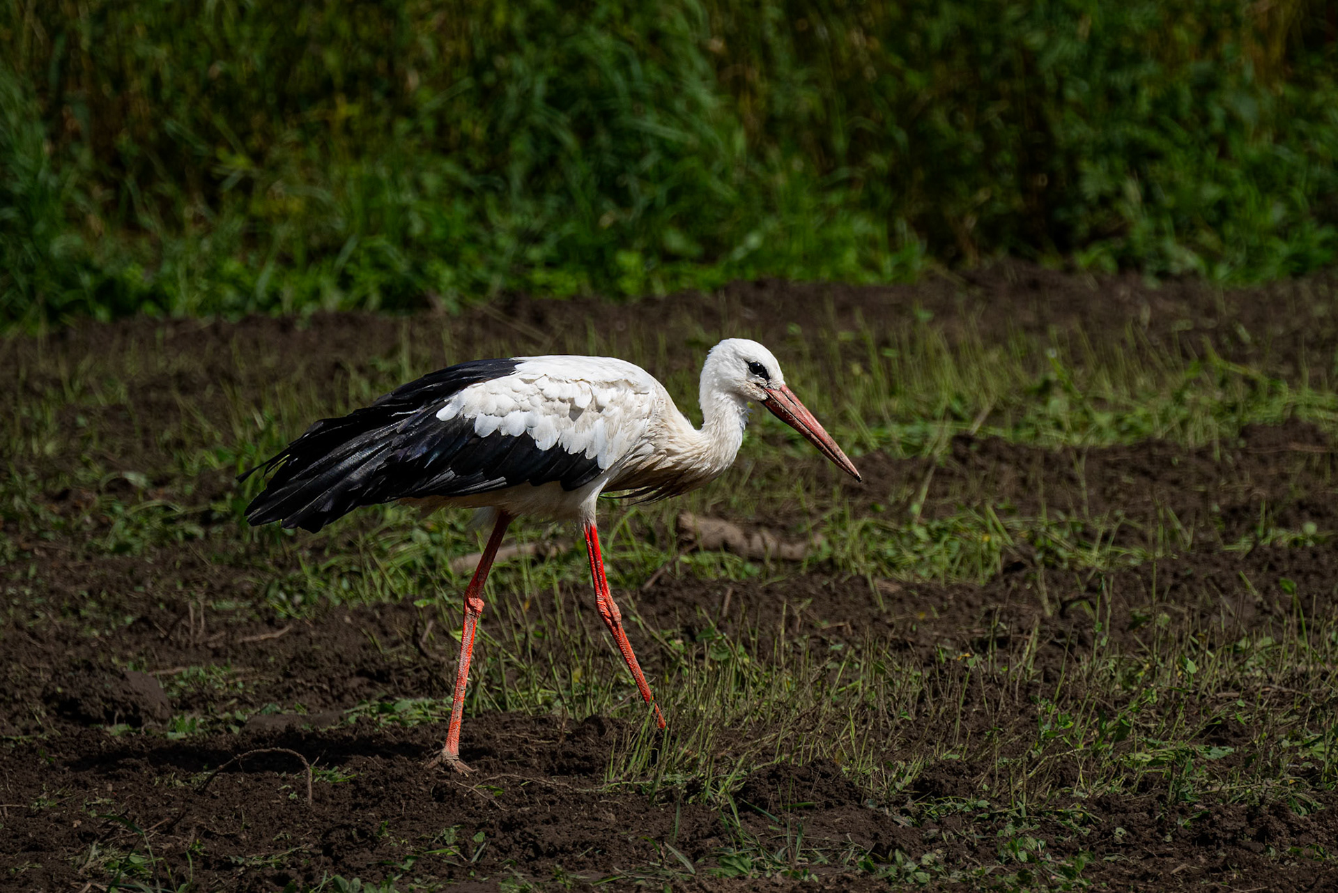 Hvid stork