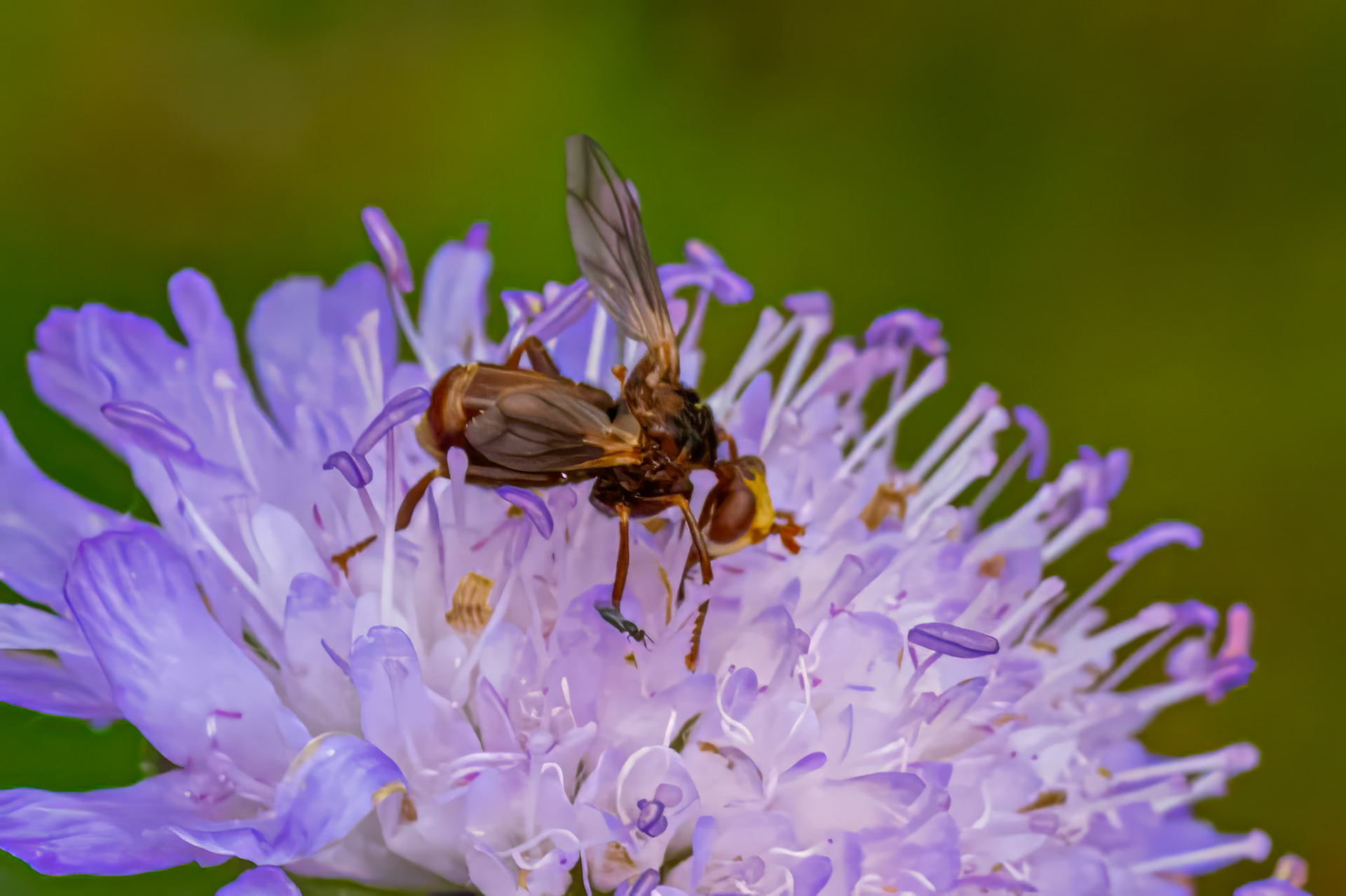 Sicus ferrugineus