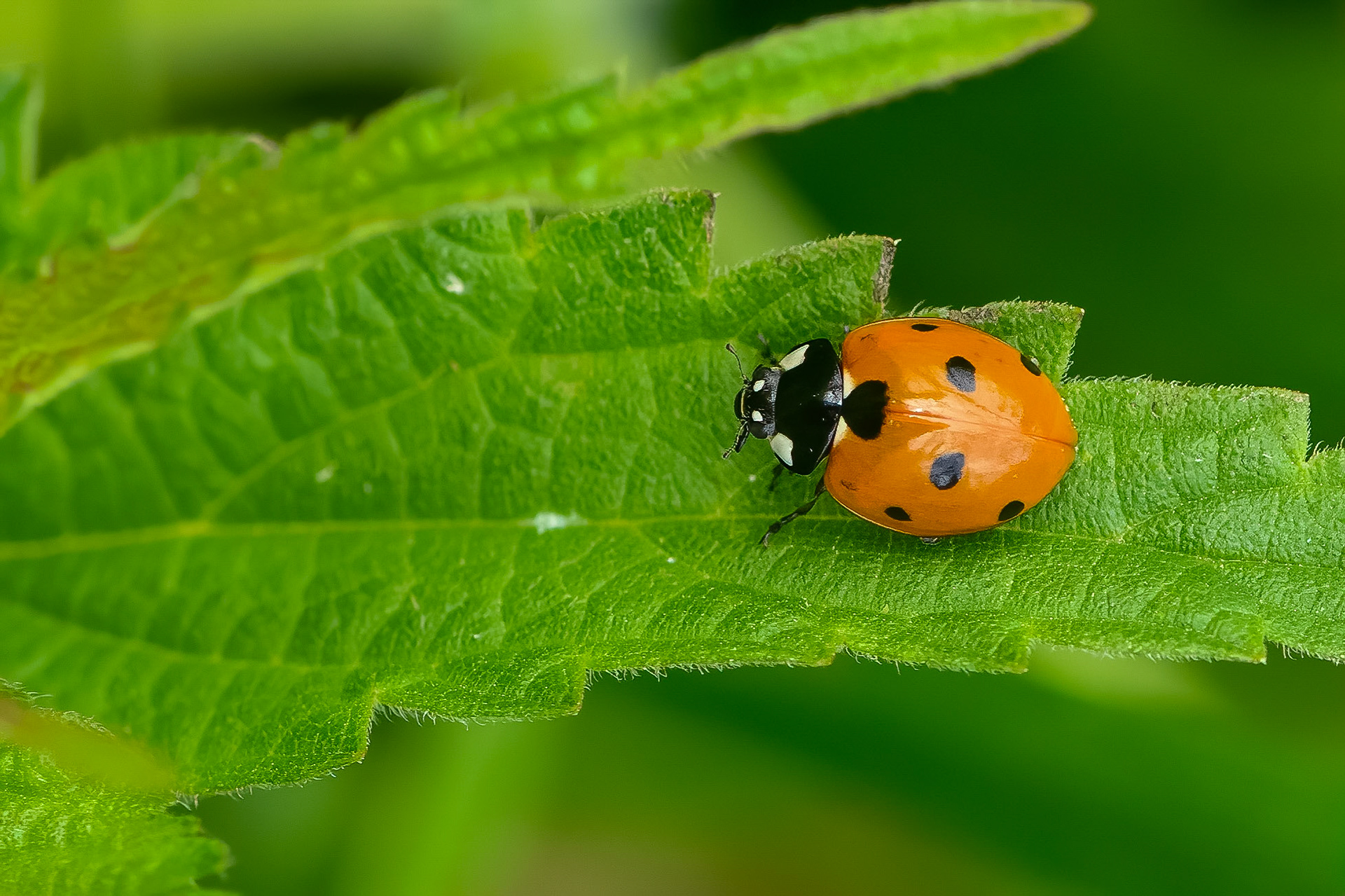 7-plettet mariehøne