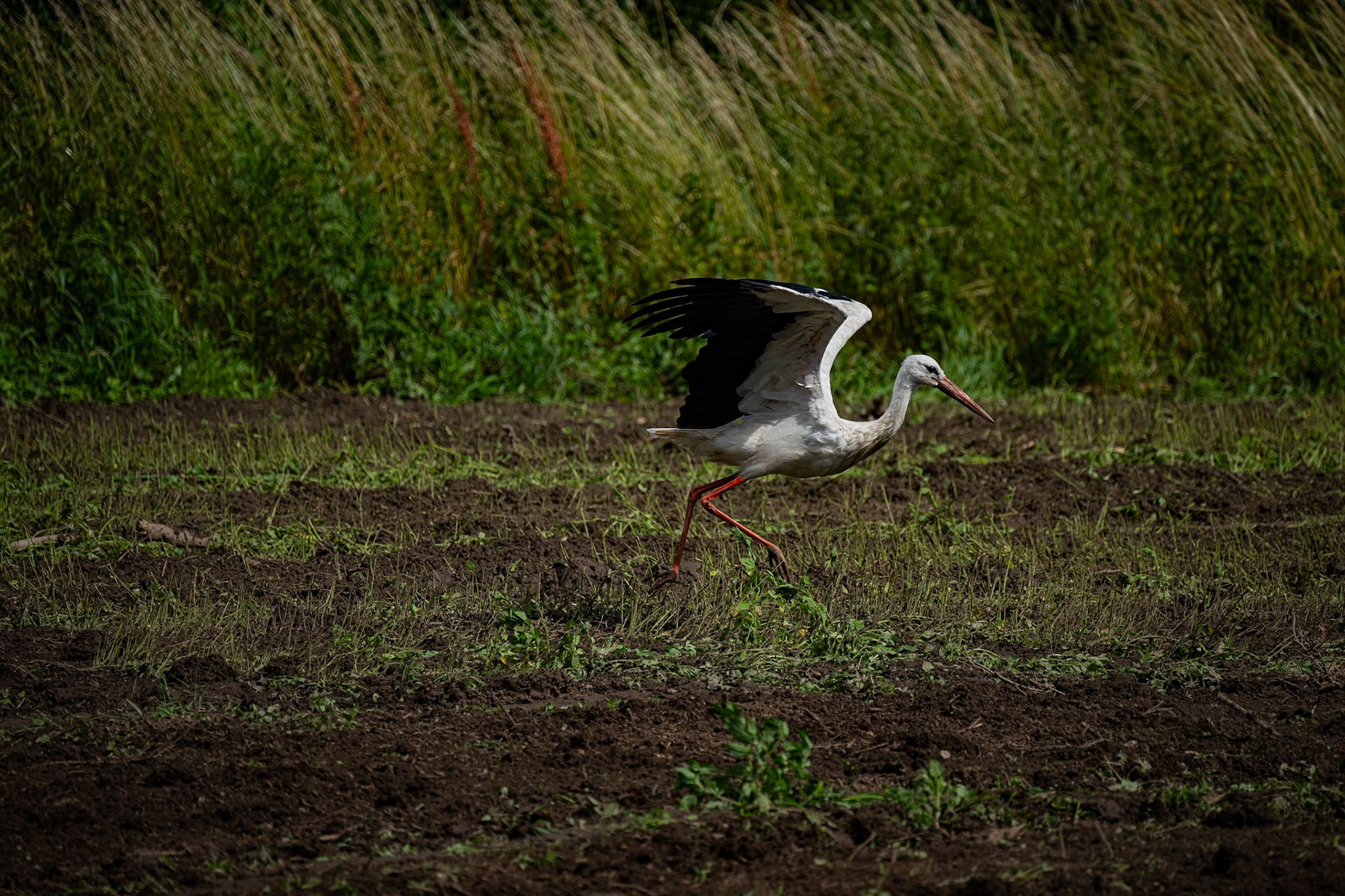 Hvid stork