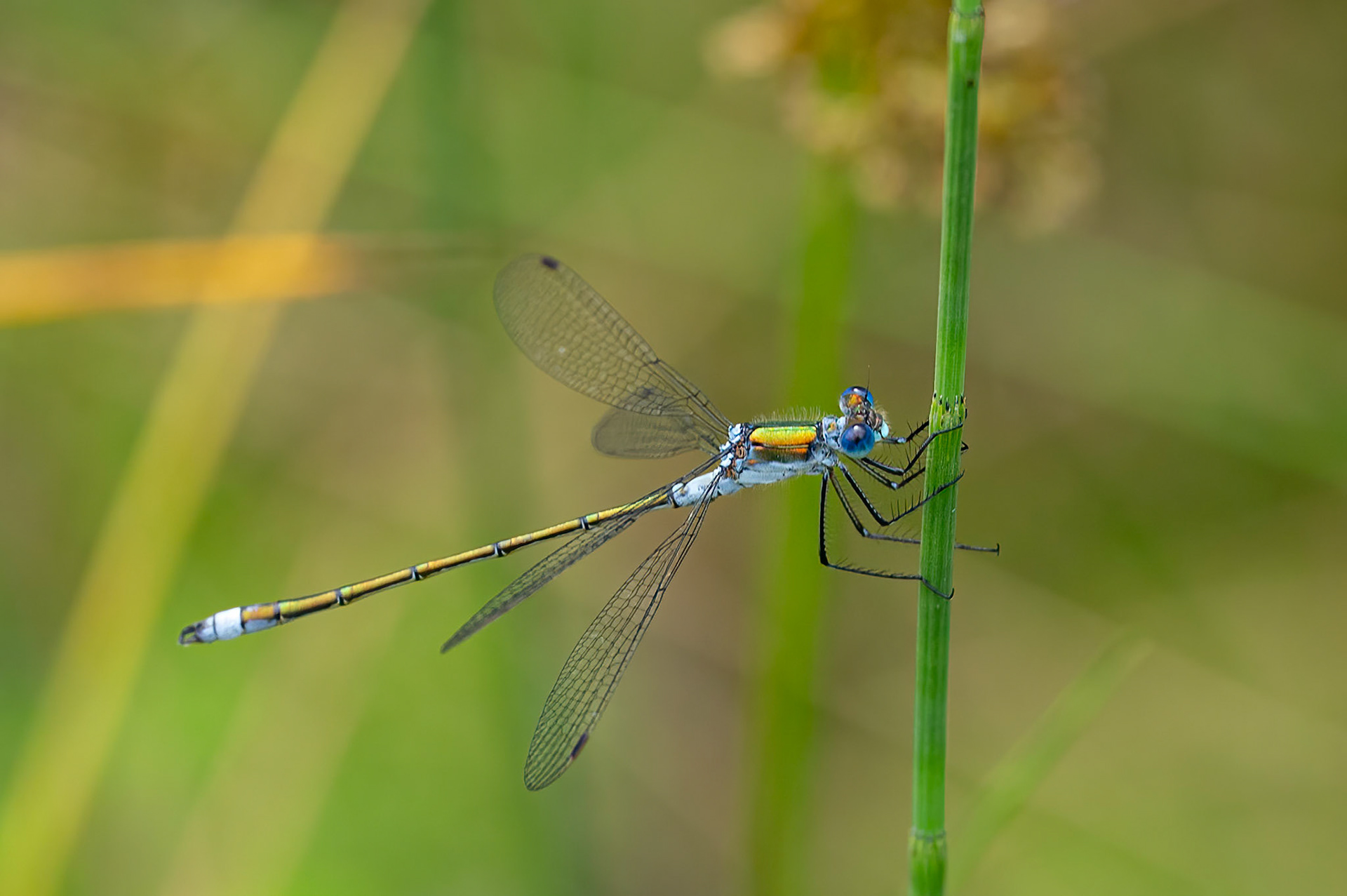 Almindelig kobbervandnymfe