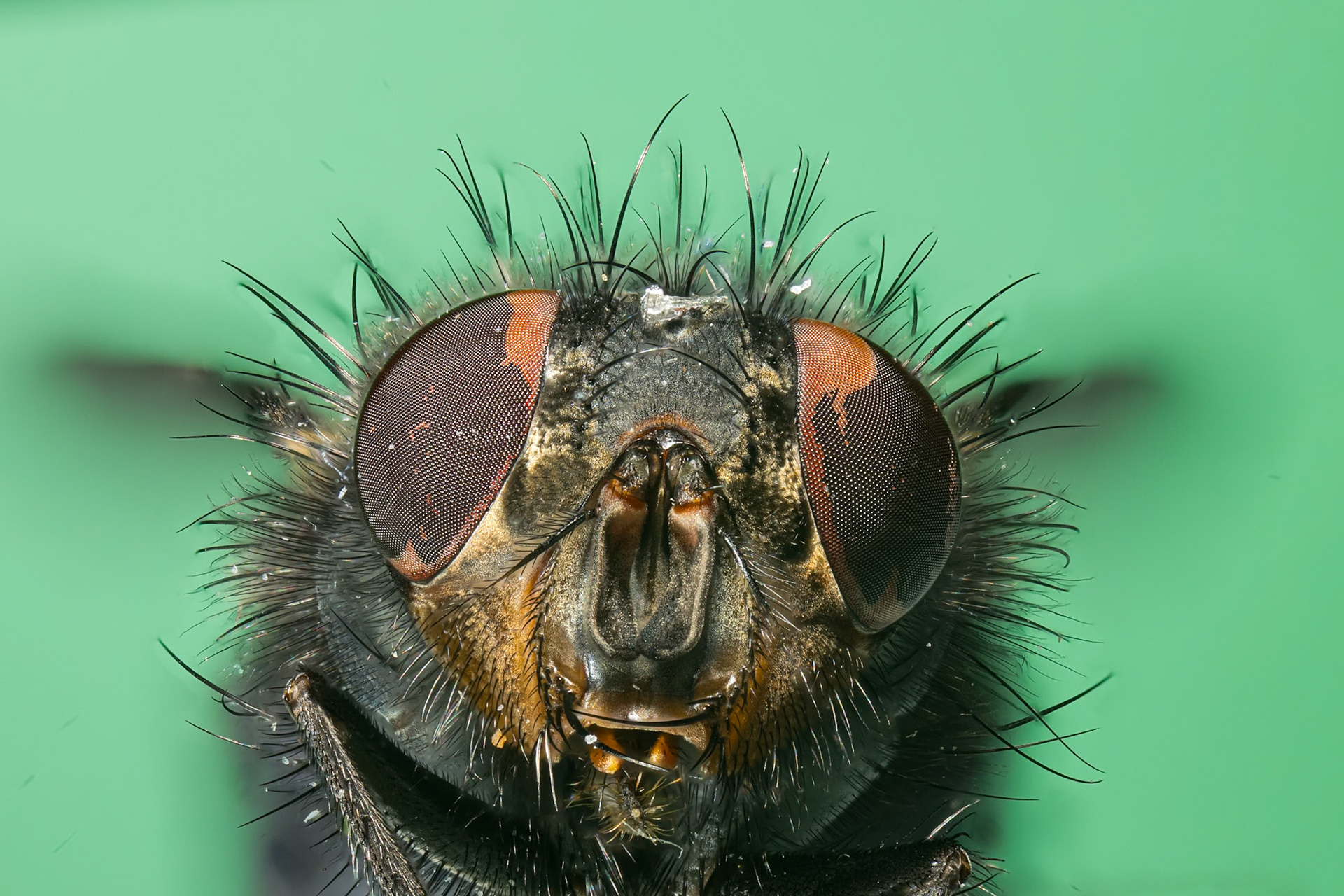 Calliphora vicina
