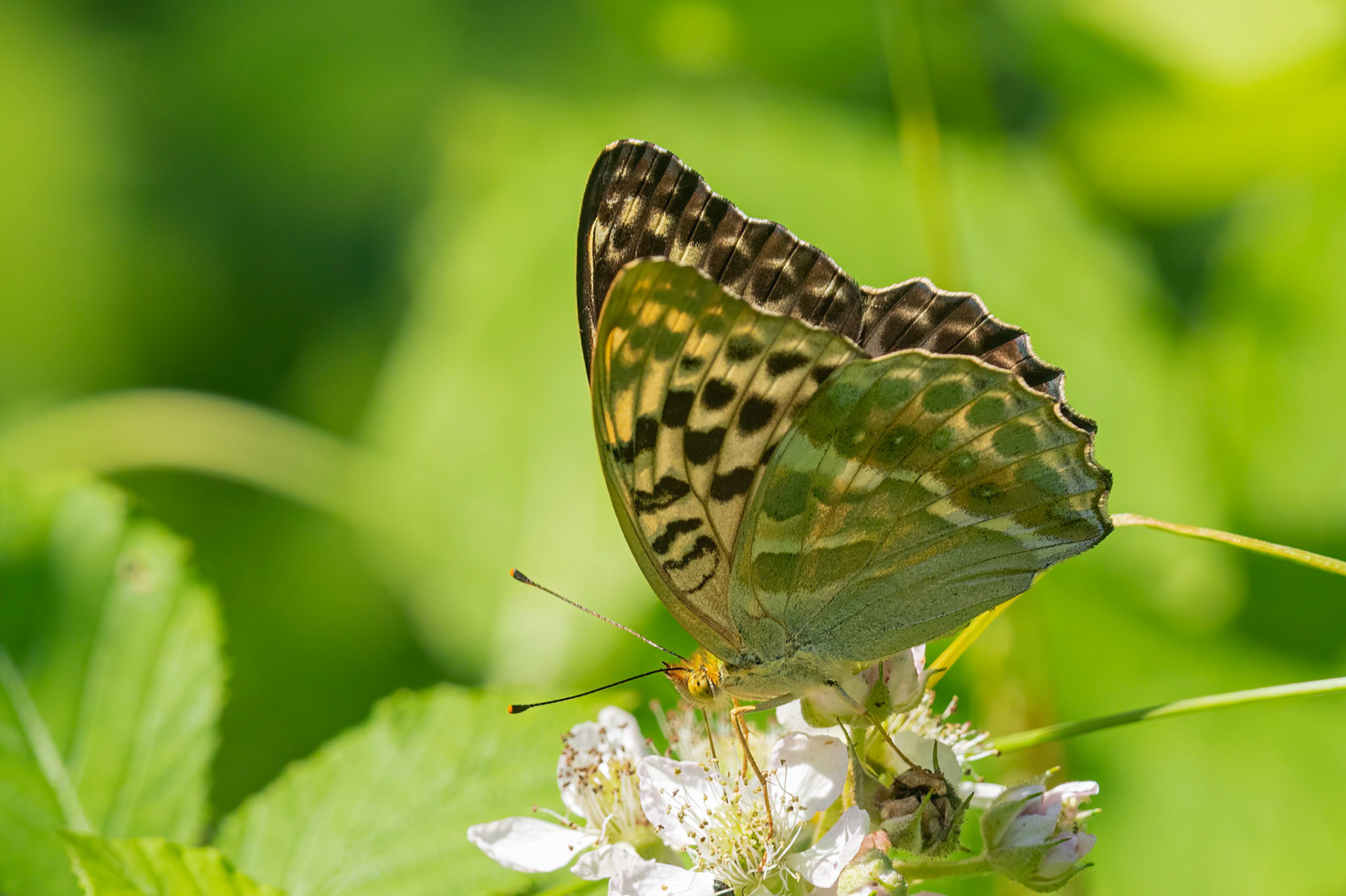 Kejserkåbe, Valesina