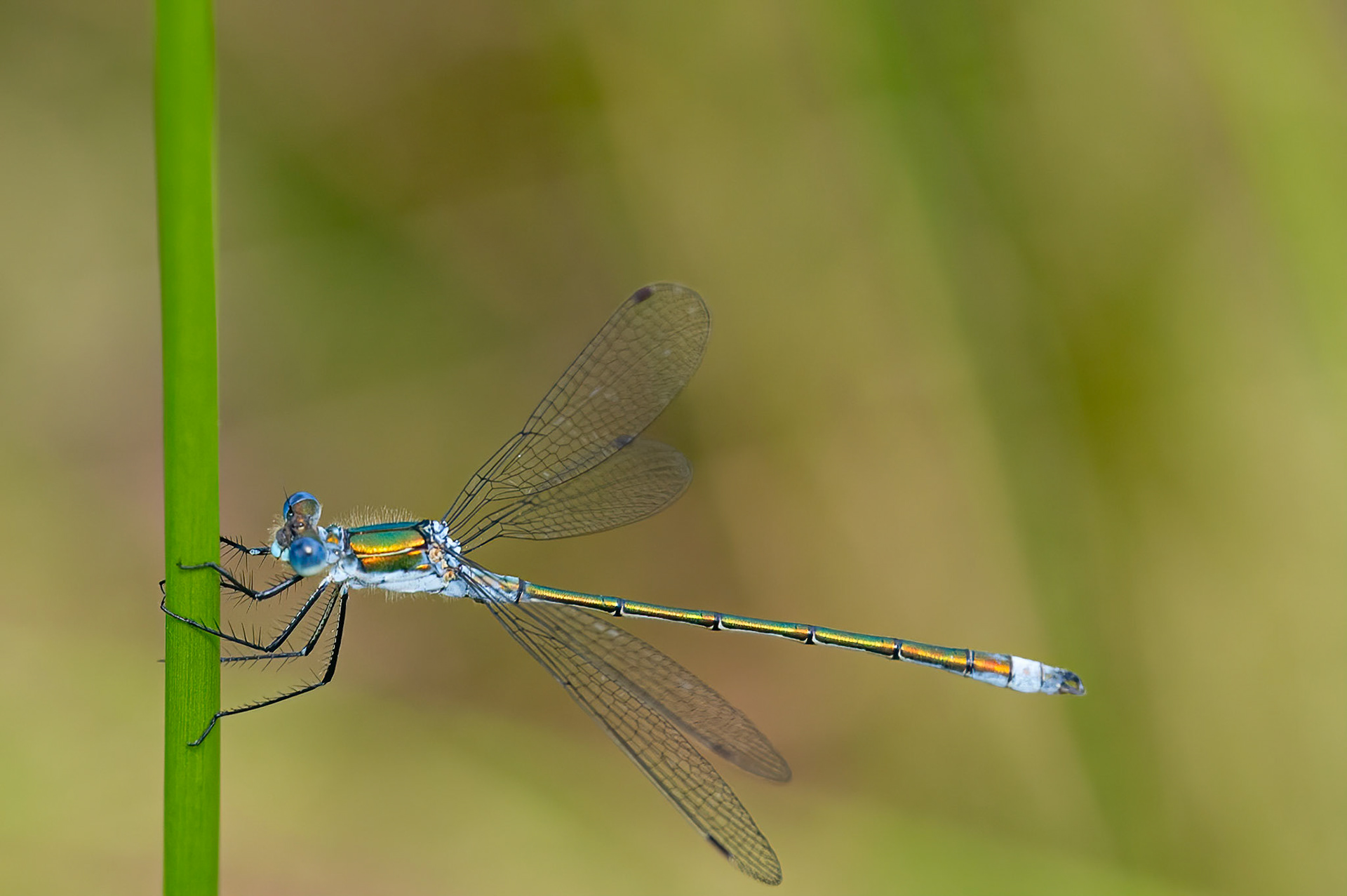 Almindelig kobbervandnymfe