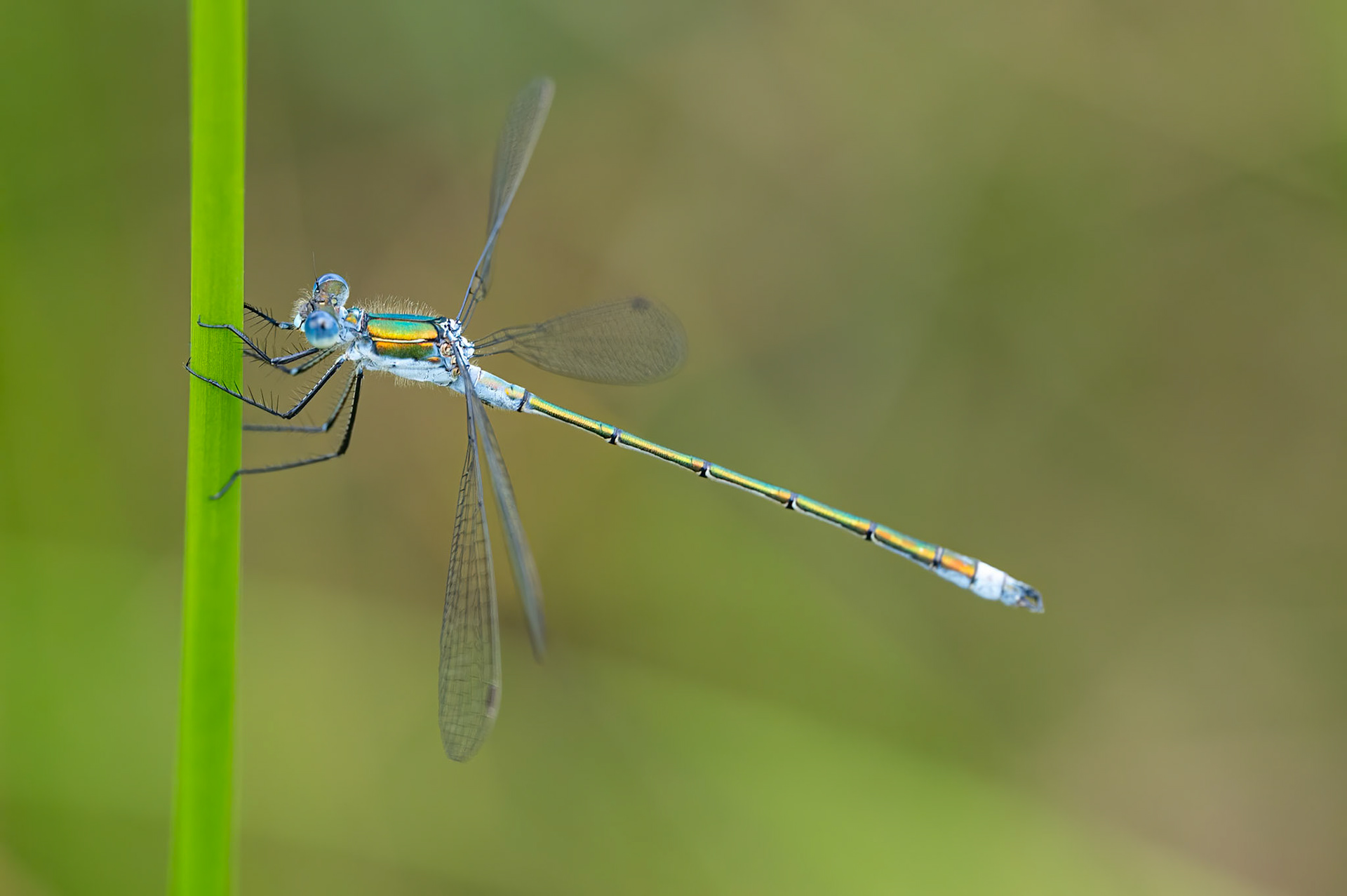 Almindelig kobbervandnymfe