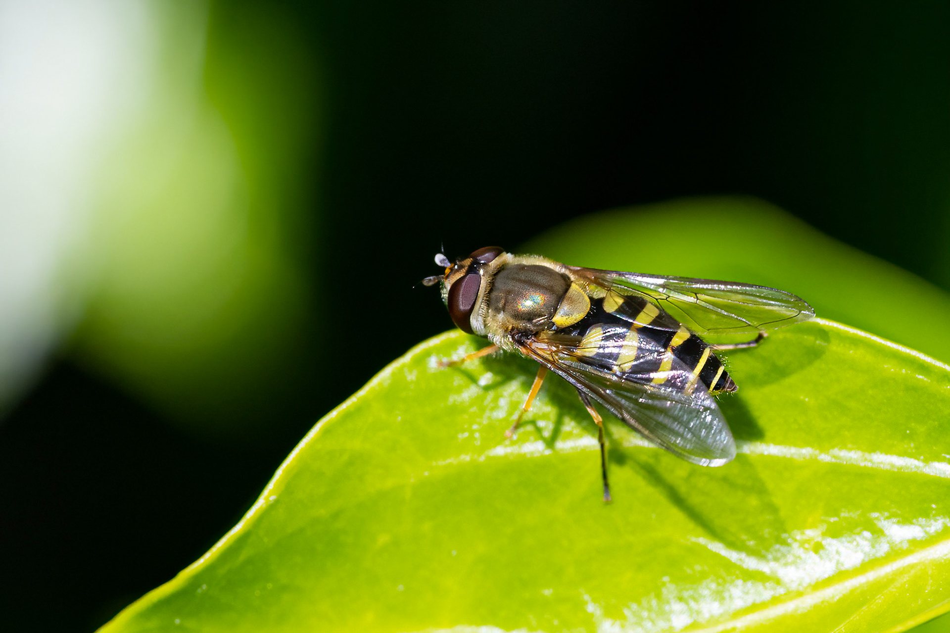 Almindelig havesvirreflue