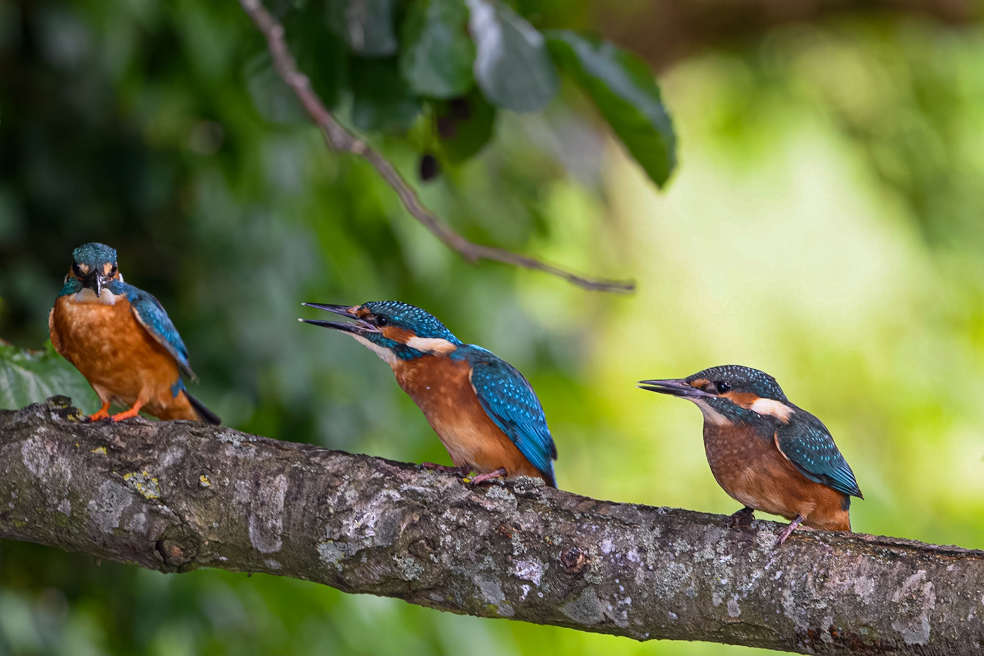 Isfugl - Isfuglene ved Pøleåens udløb har haft travlt i år. På dette foto ses hannen til venstre med unger fra to forskellige kuld. Hunnen er på rede og ruger på tredie kuld.