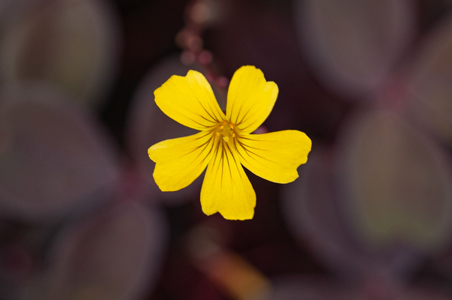Syre (Oxalis)