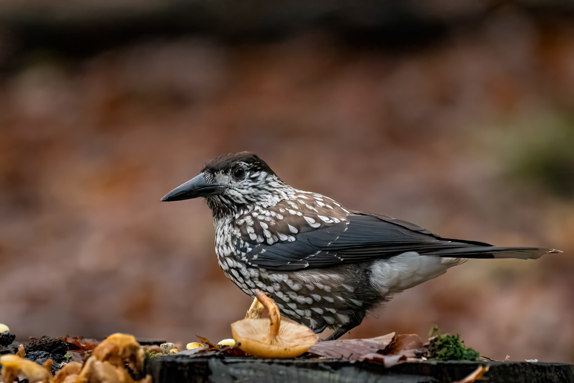 Tyndnæbbet nøddekrige