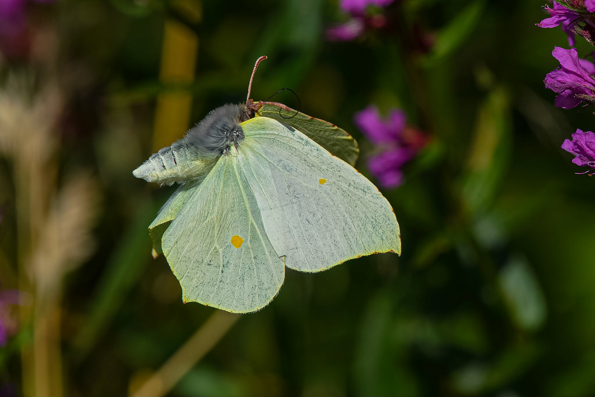 Citronsommerfugl