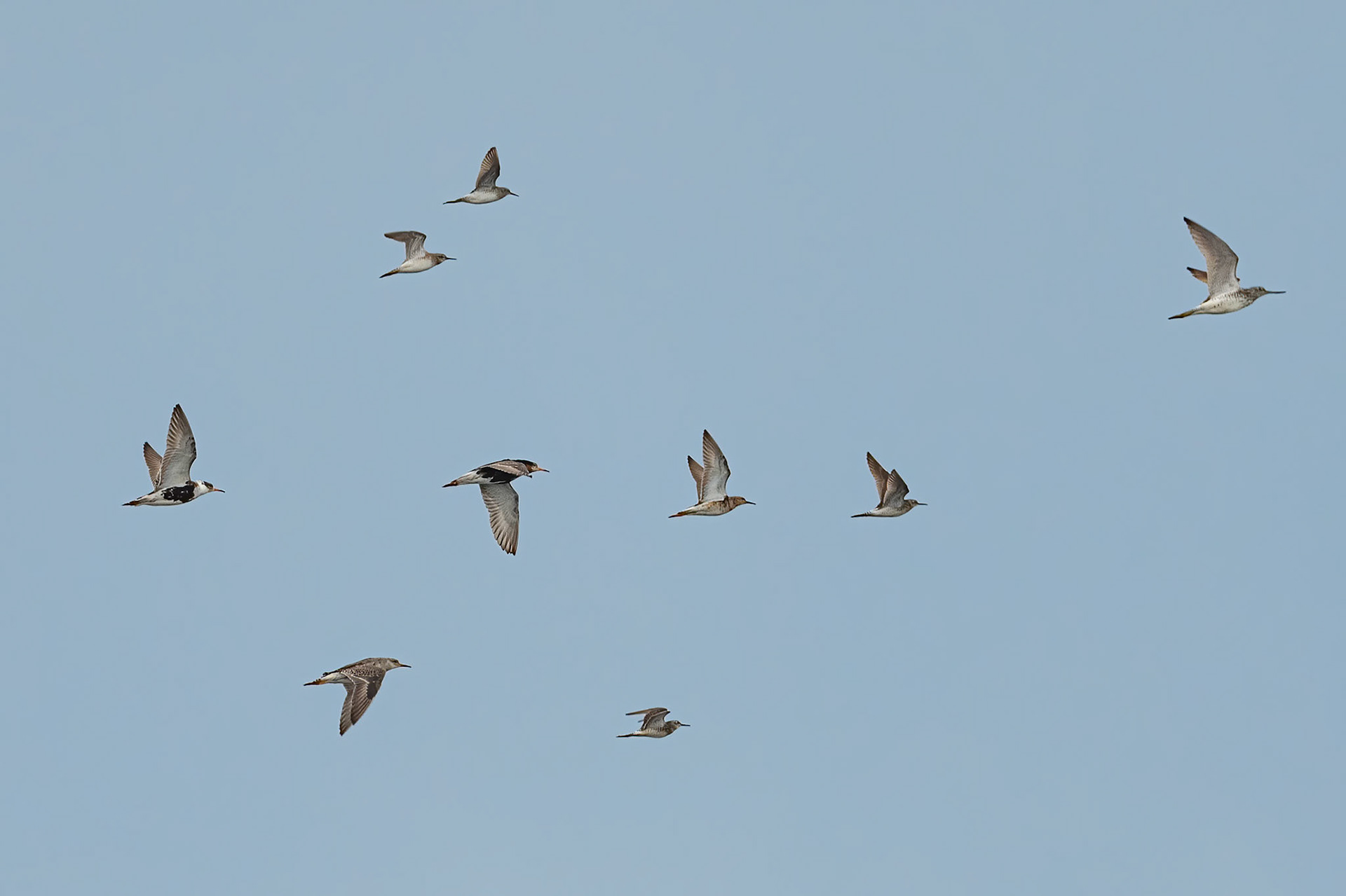 Brushane, Tinksmed og Hvidklire