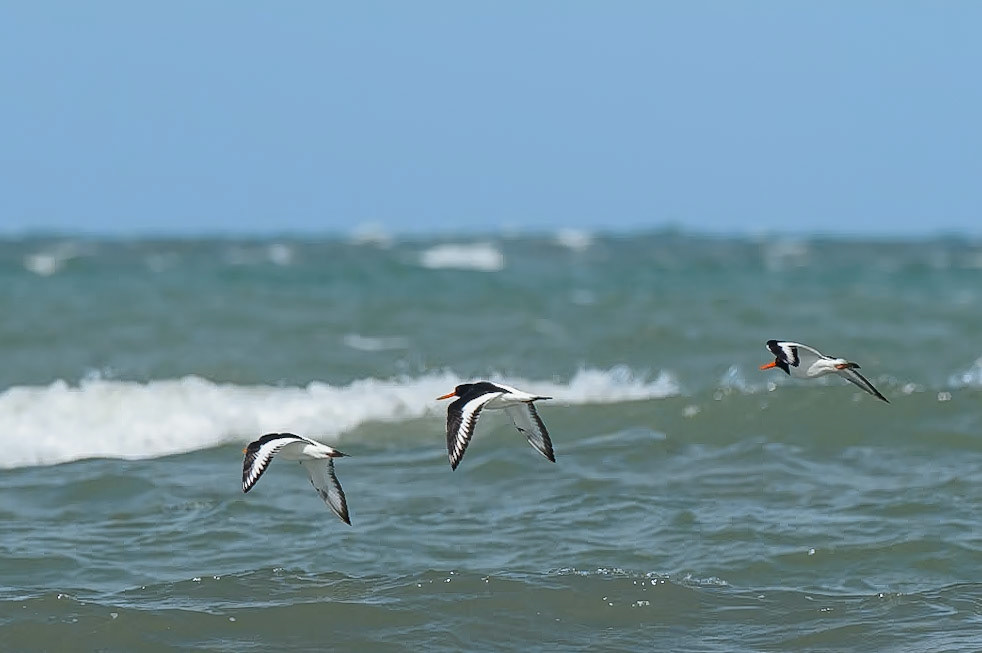 Strandskade