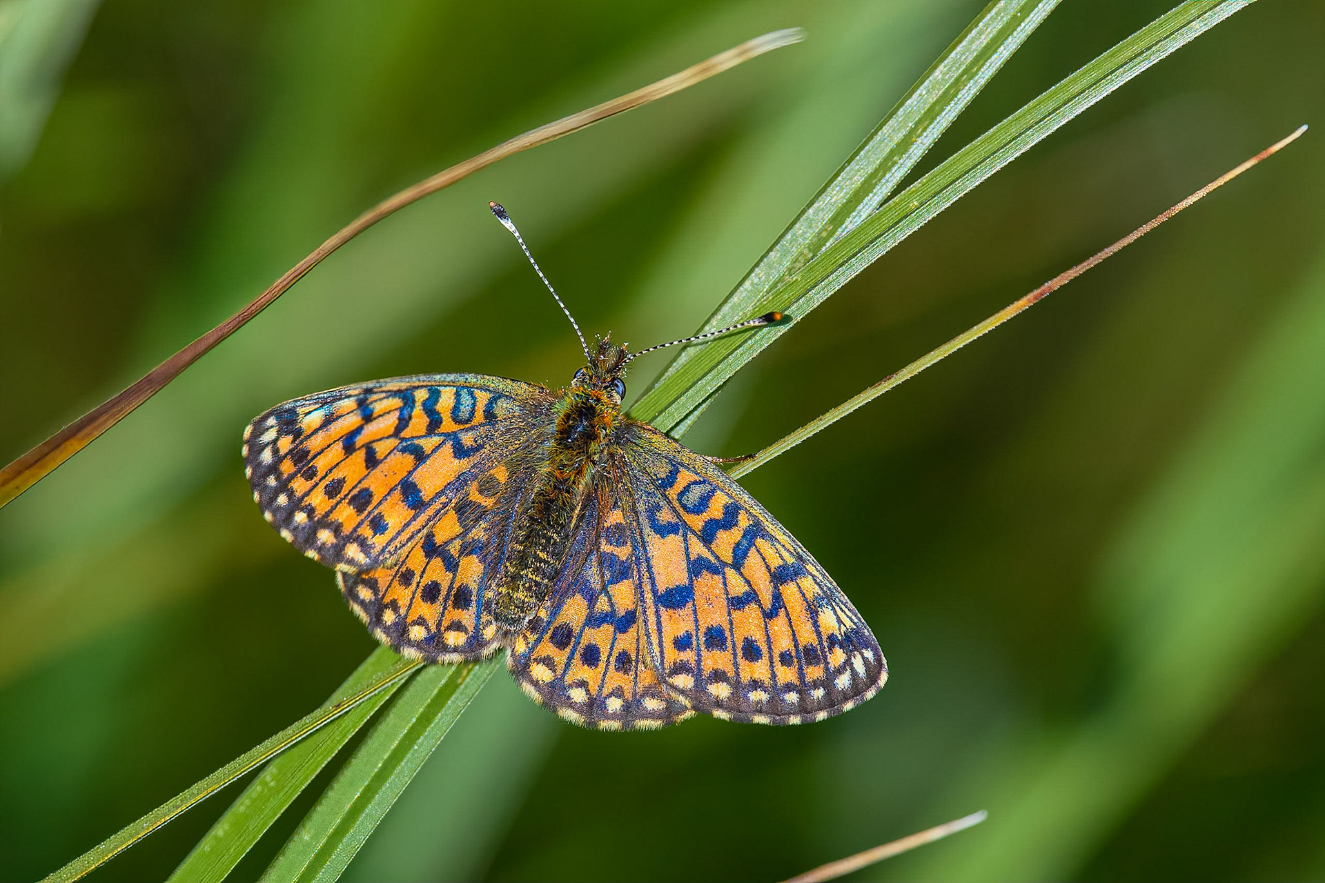 Brunlig perlemorsommerfugl