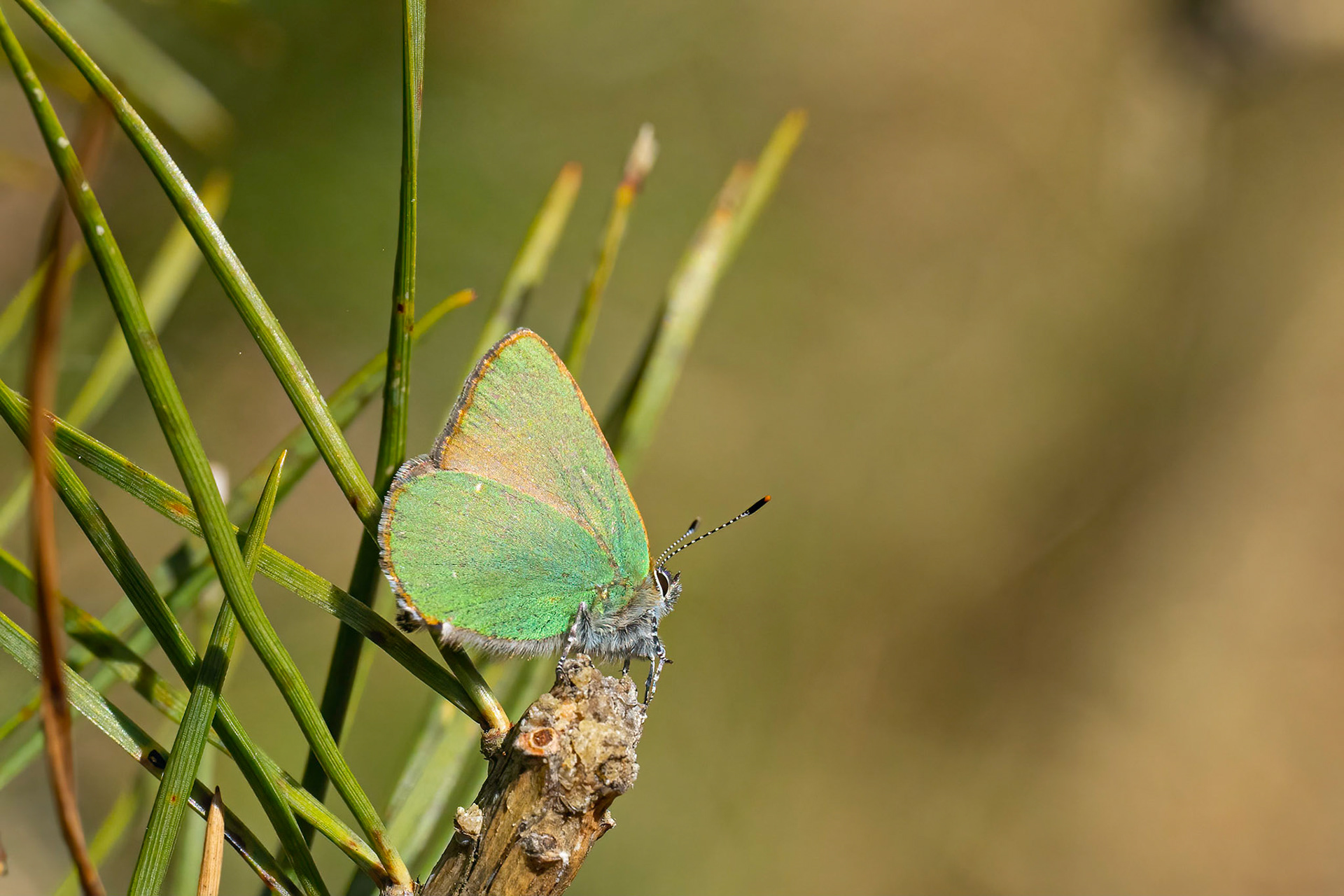 Grøn busksommerfugl