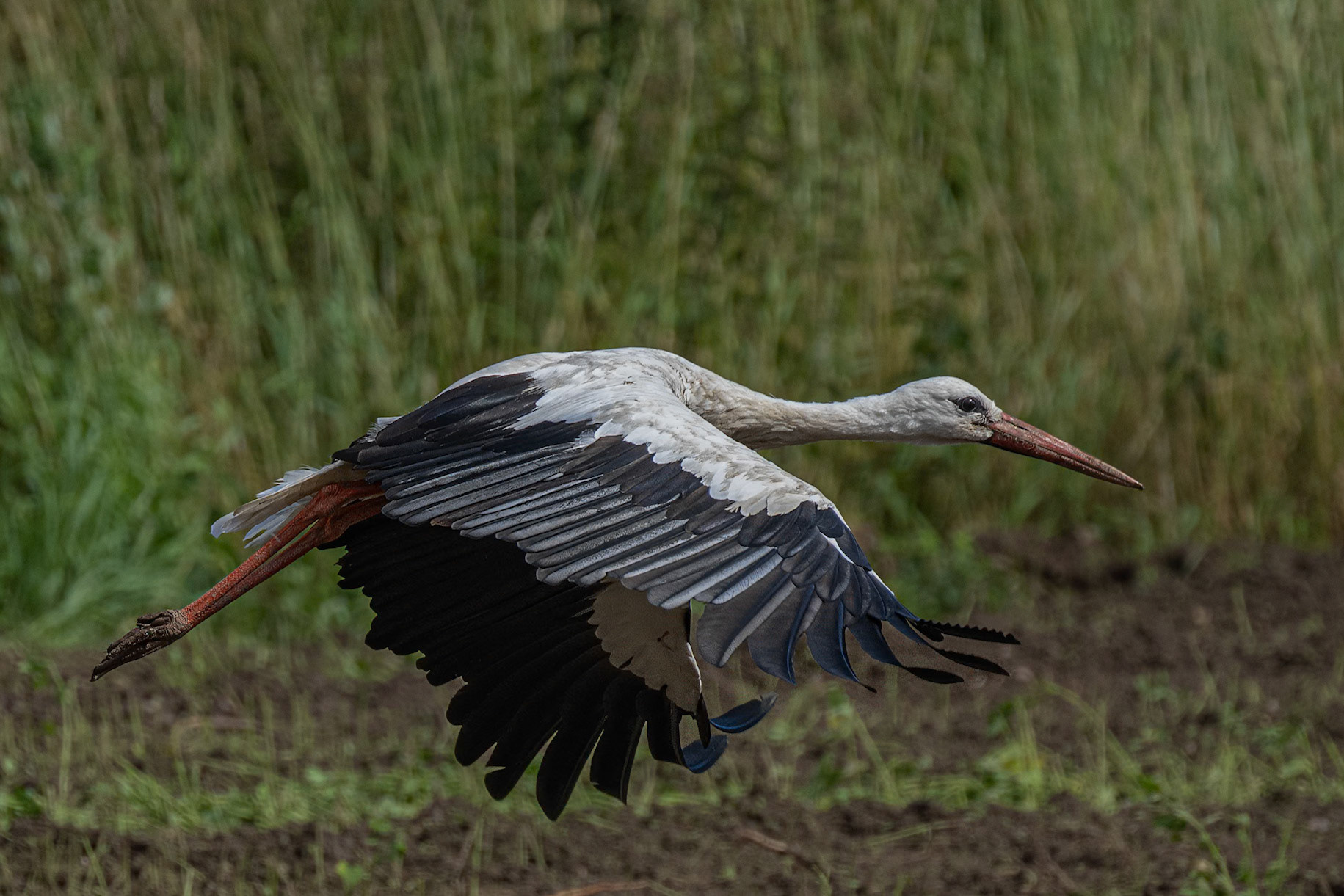 Hvid stork